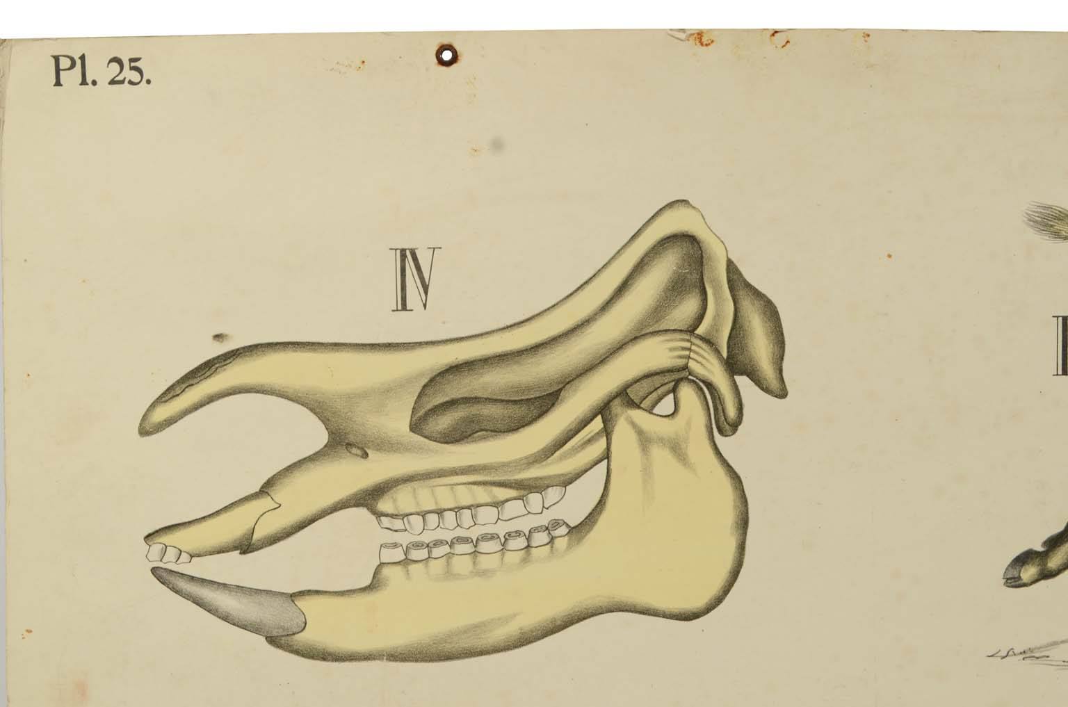 Natural history/577A9-Zoological plate