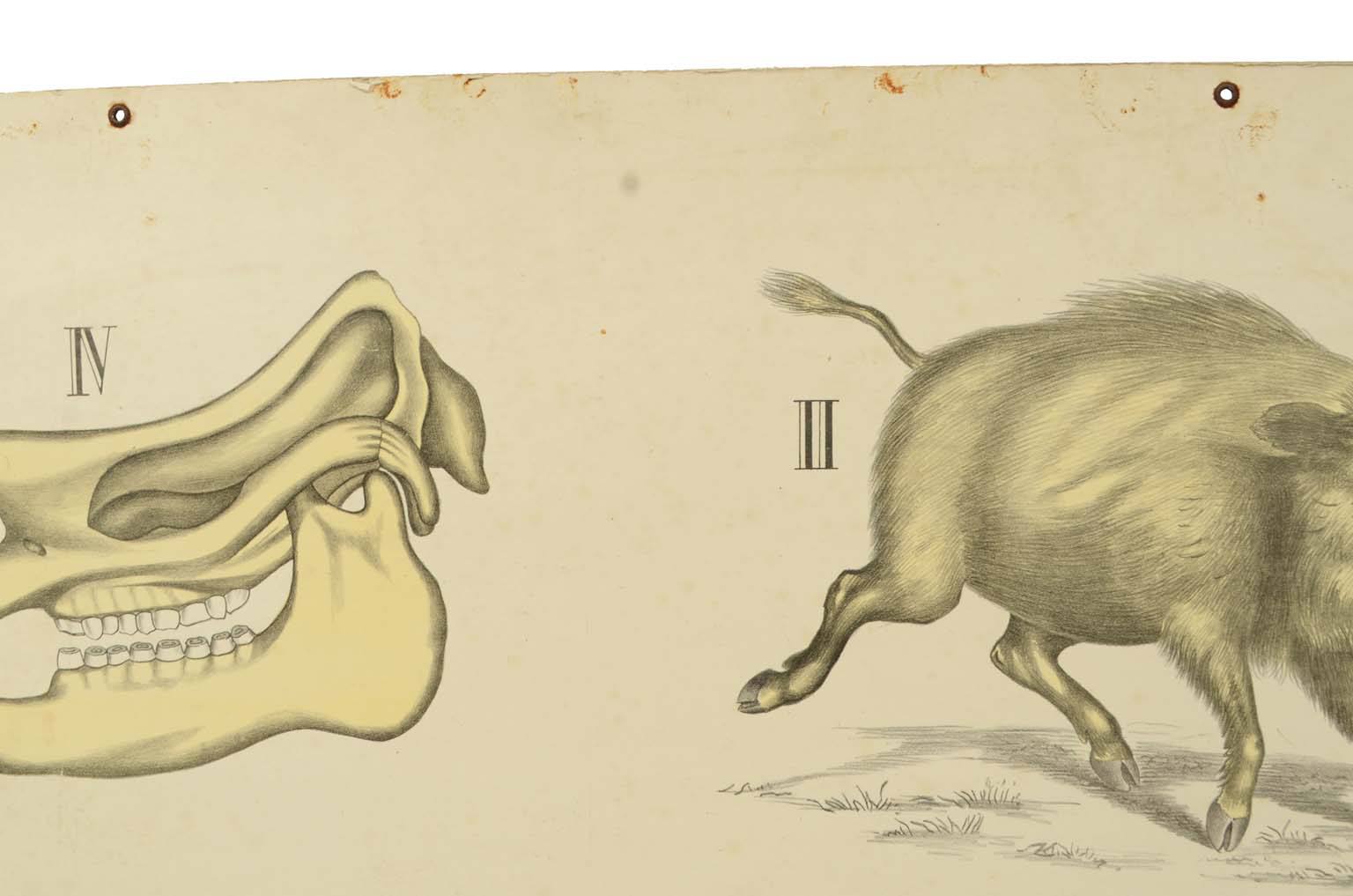 Natural history/577A9-Zoological plate