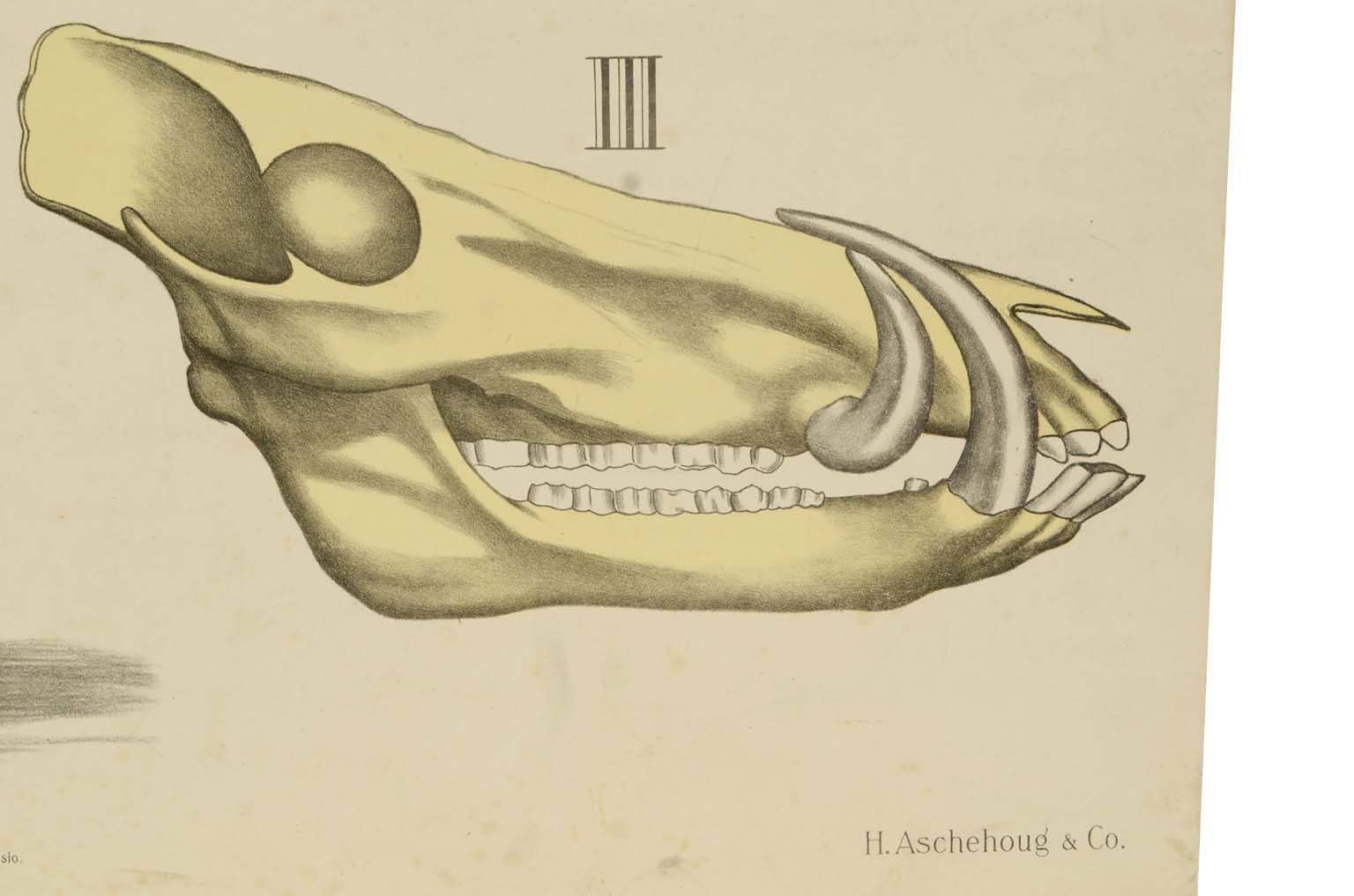 Natural history/577A9-Zoological plate