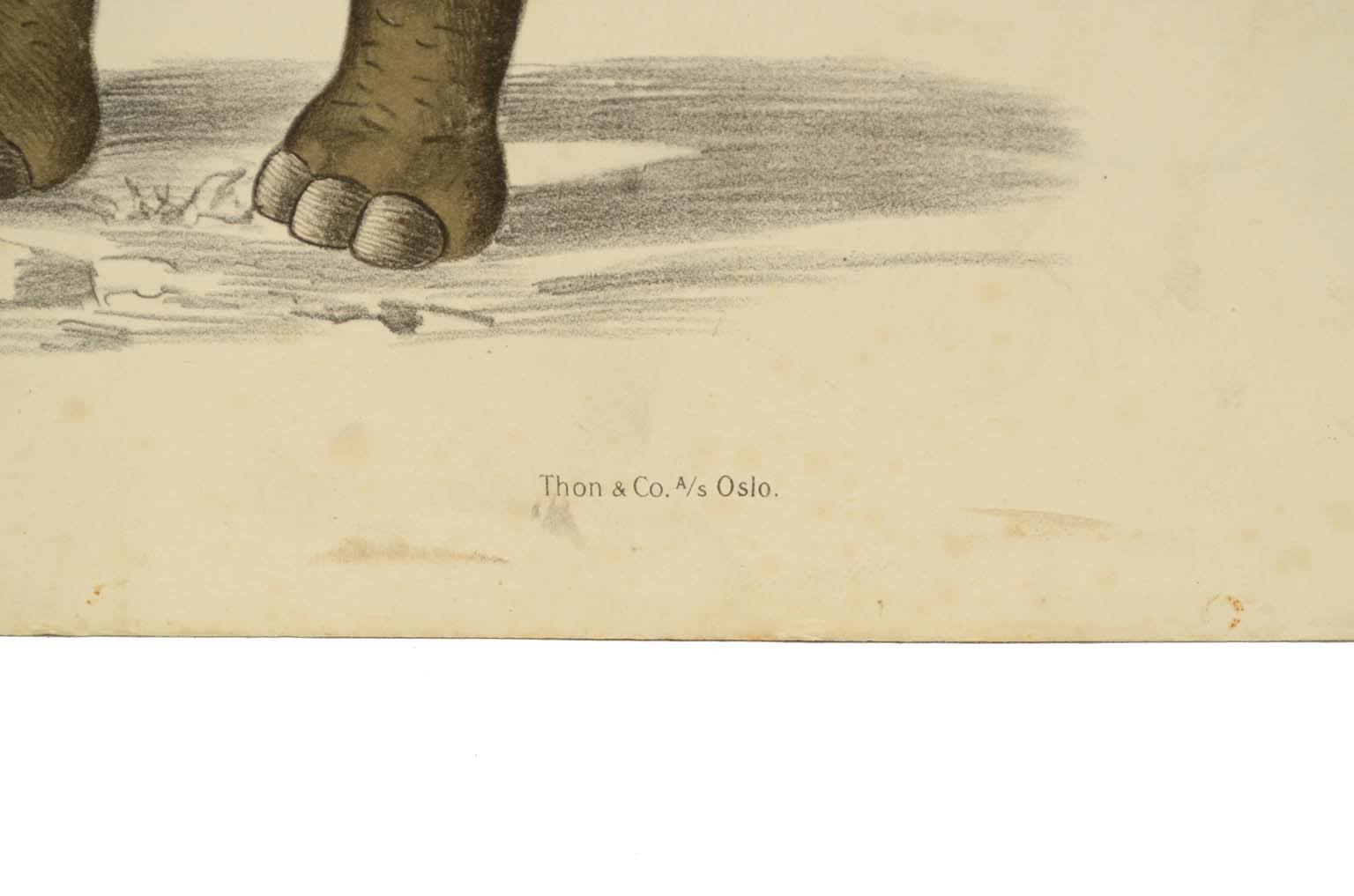 Natural history/577A9-Zoological plate