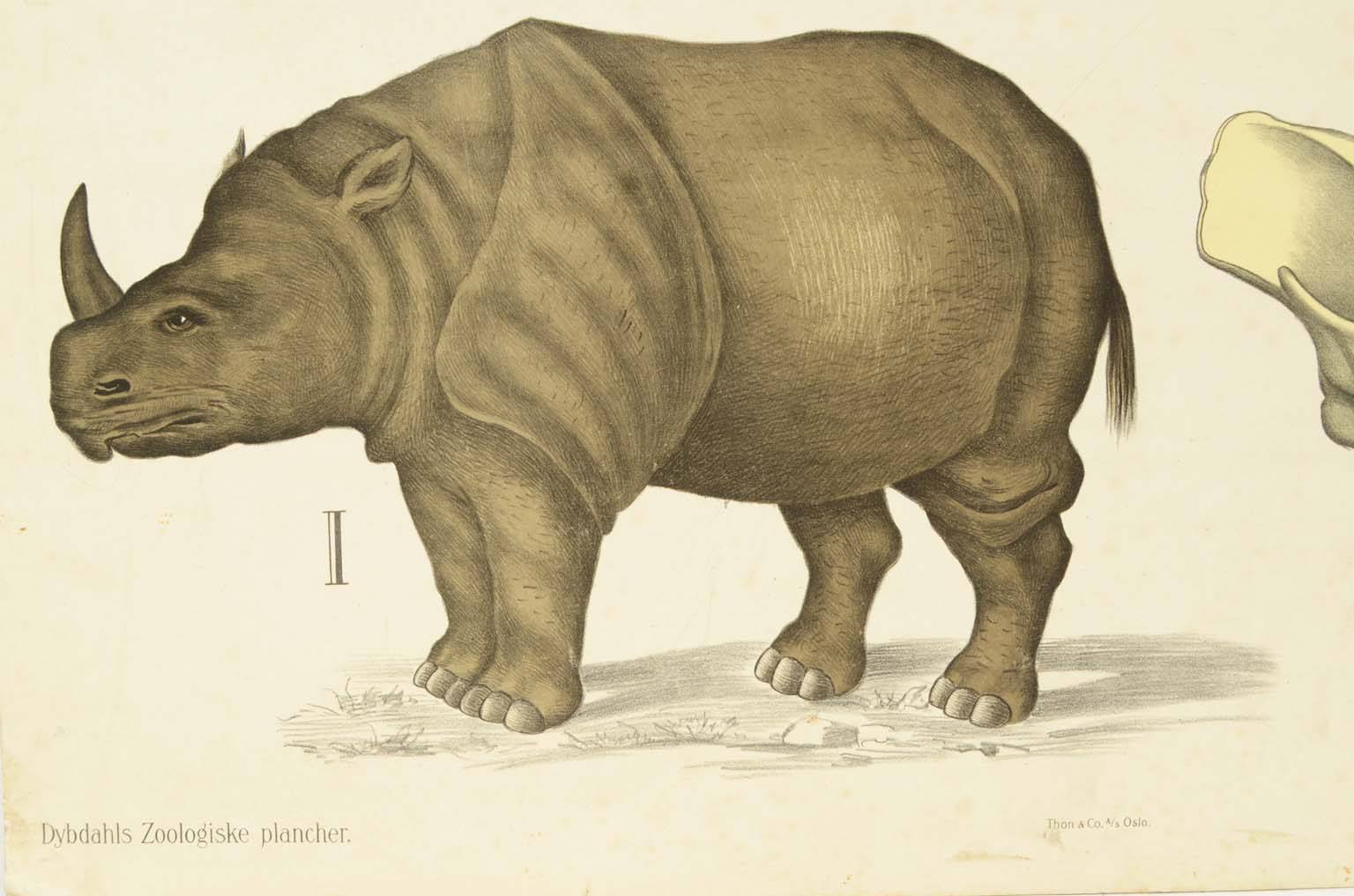 Natural history/577A9-Zoological plate