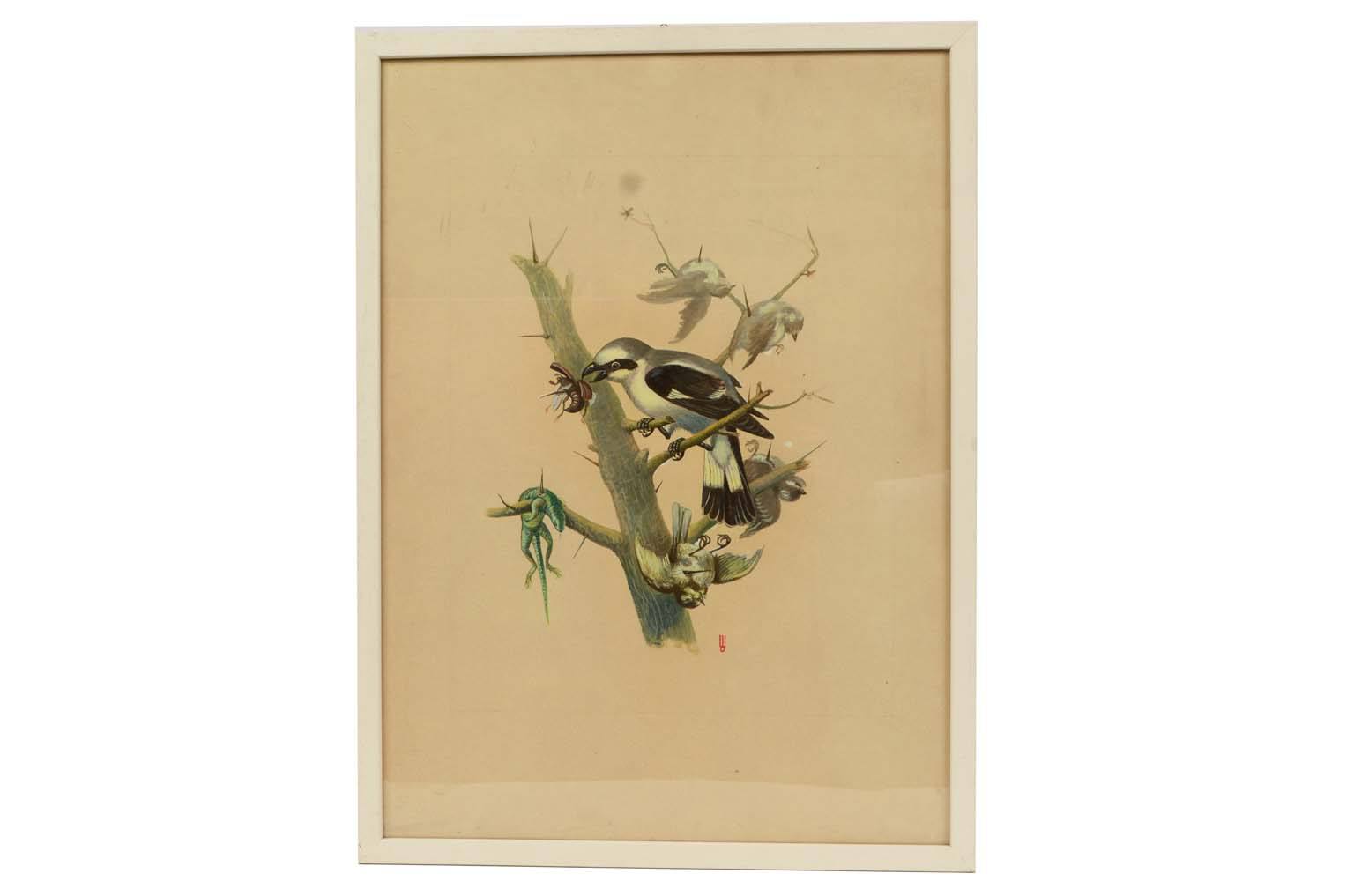 Natural history/578A-Zoological plate