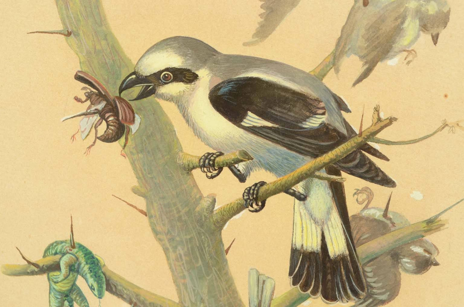 Natural history/578A-Zoological plate