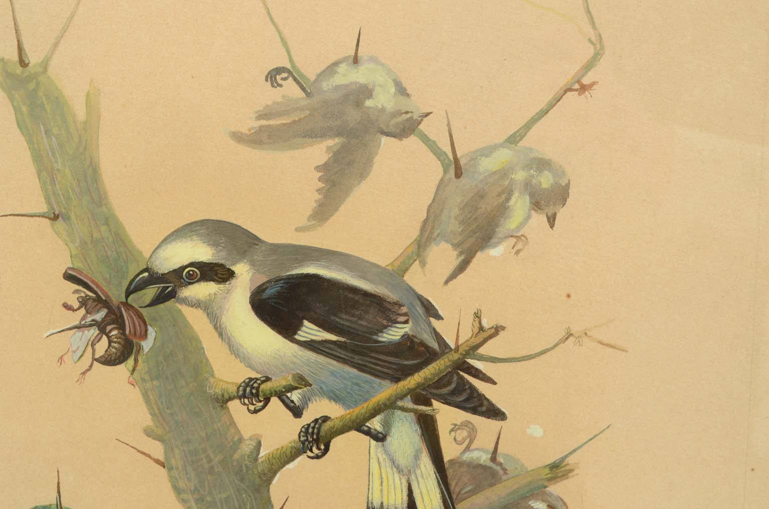 Natural history/578A-Zoological plate