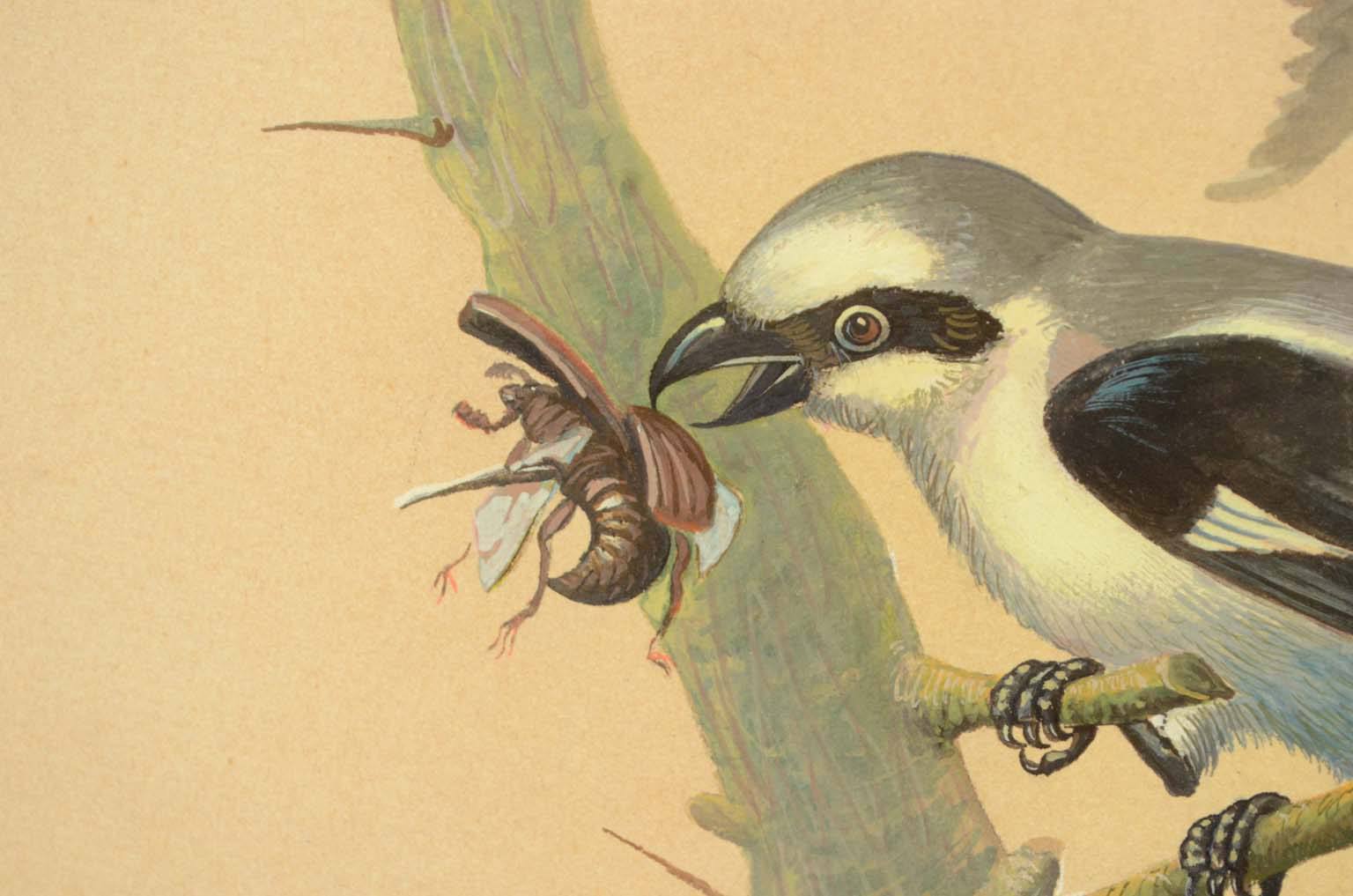 Natural history/578A-Zoological plate