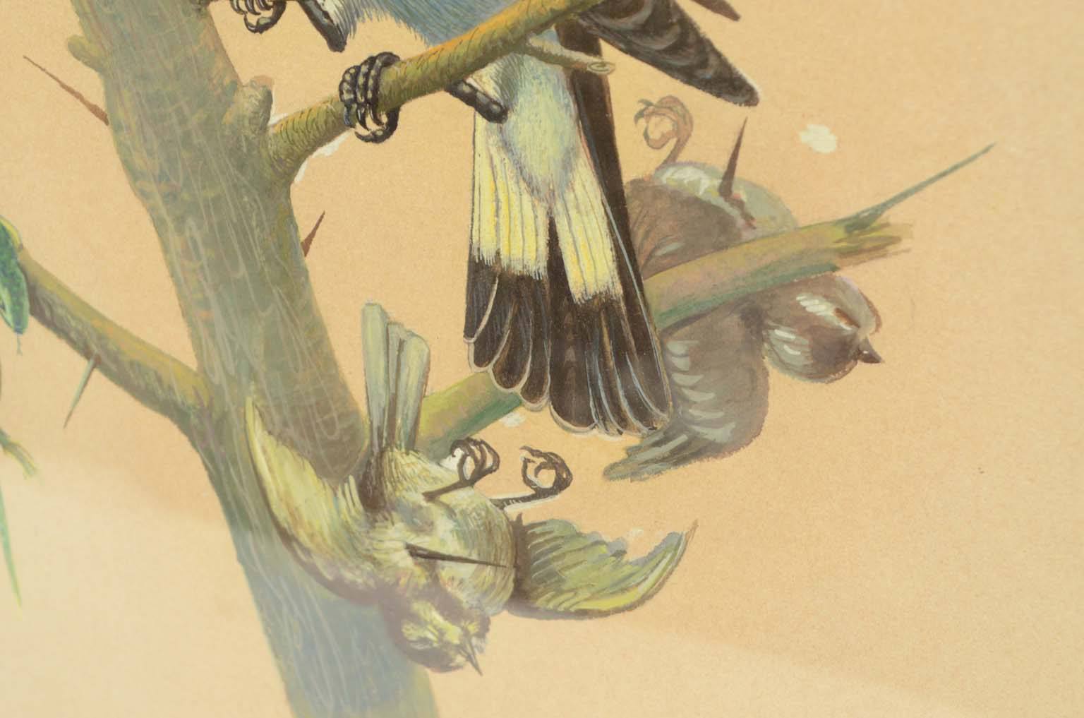 Natural history/578A-Zoological plate