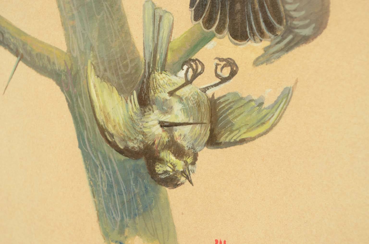 Natural history/578A-Zoological plate