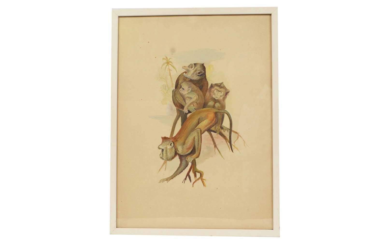 Natural history/578A1-Zoological plate