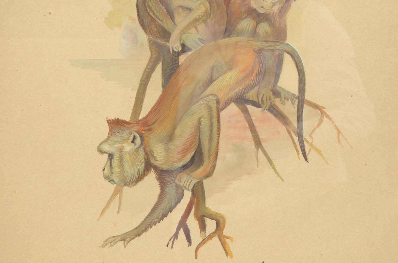 Storia naturale/578A1-Tavola zoologica