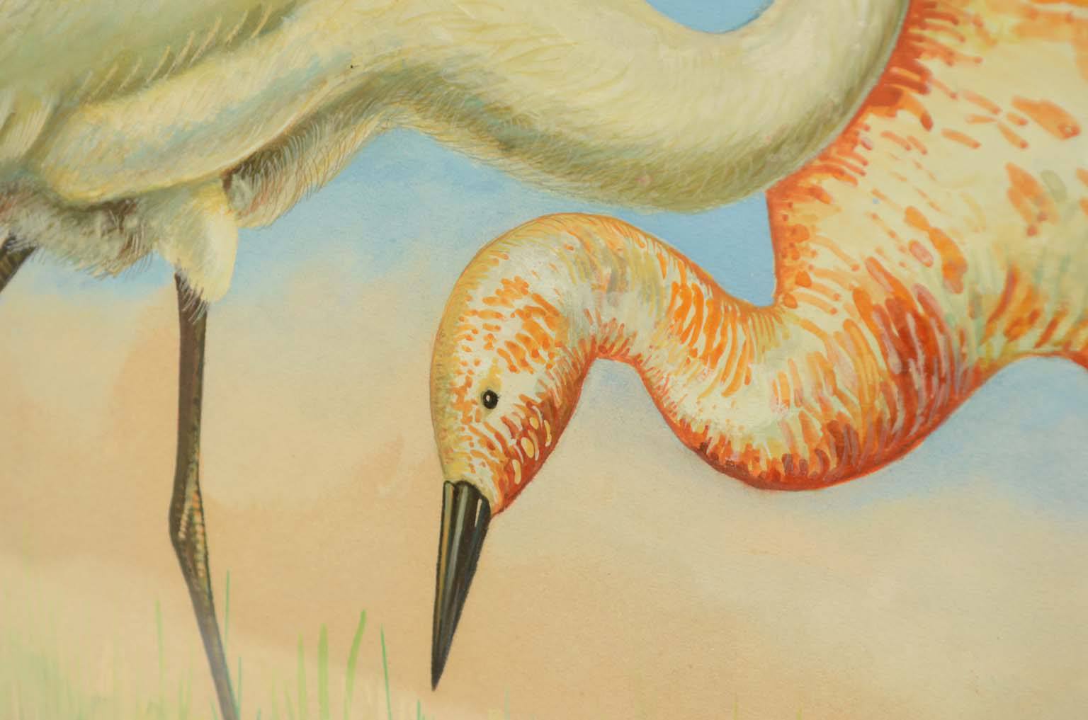 Storia naturale/578A3-Tavola zoologica
