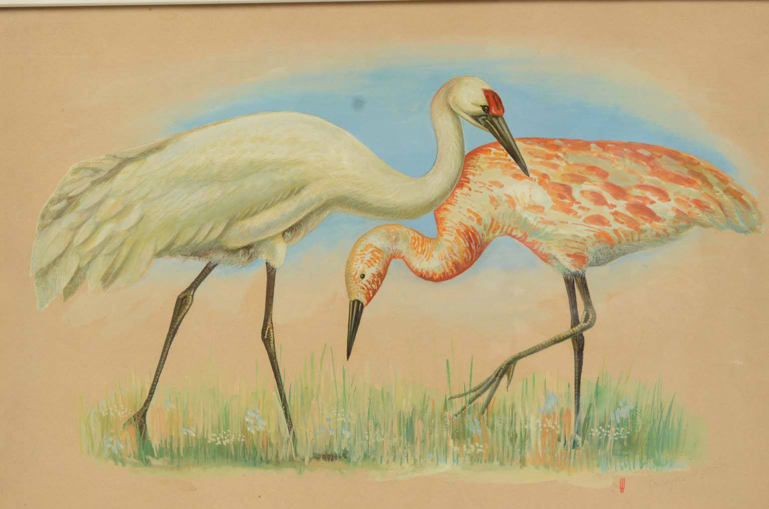 Natural history/578A3-Zoological plate