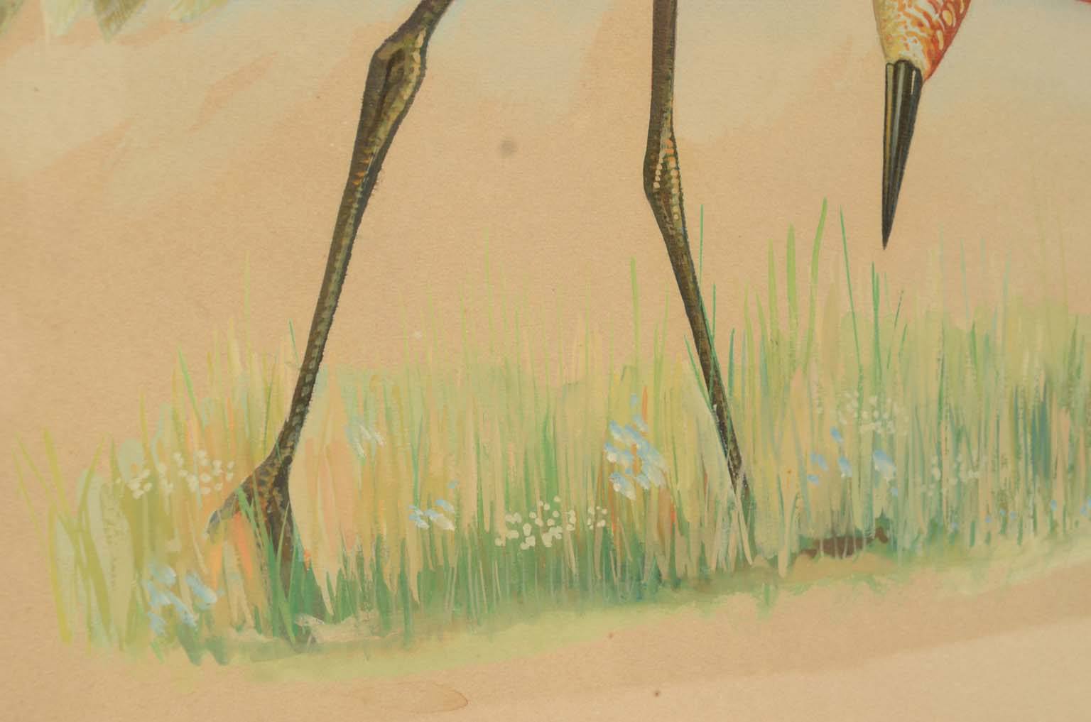 Natural history/578A3-Zoological plate