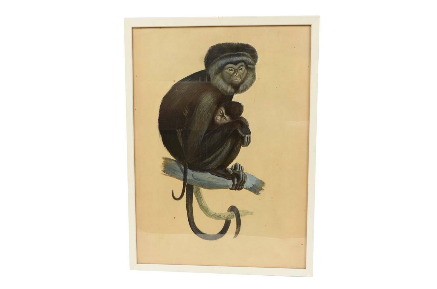 Natural history/578A5-Zoological plate