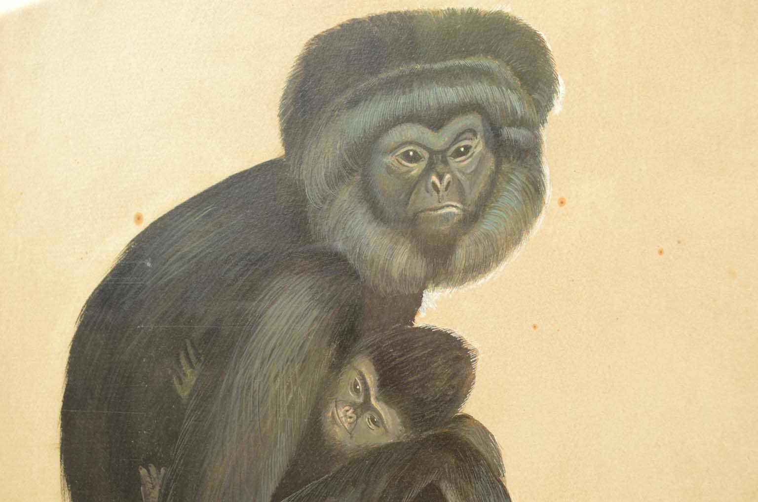 Natural history/578A5-Zoological plate