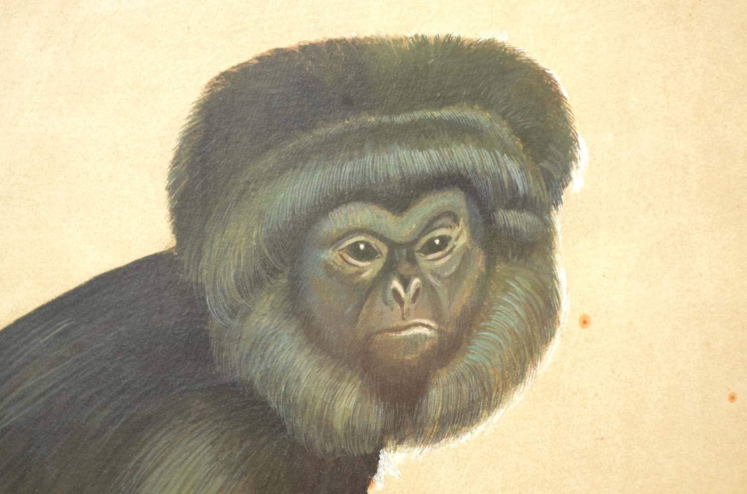 Natural history/578A5-Zoological plate