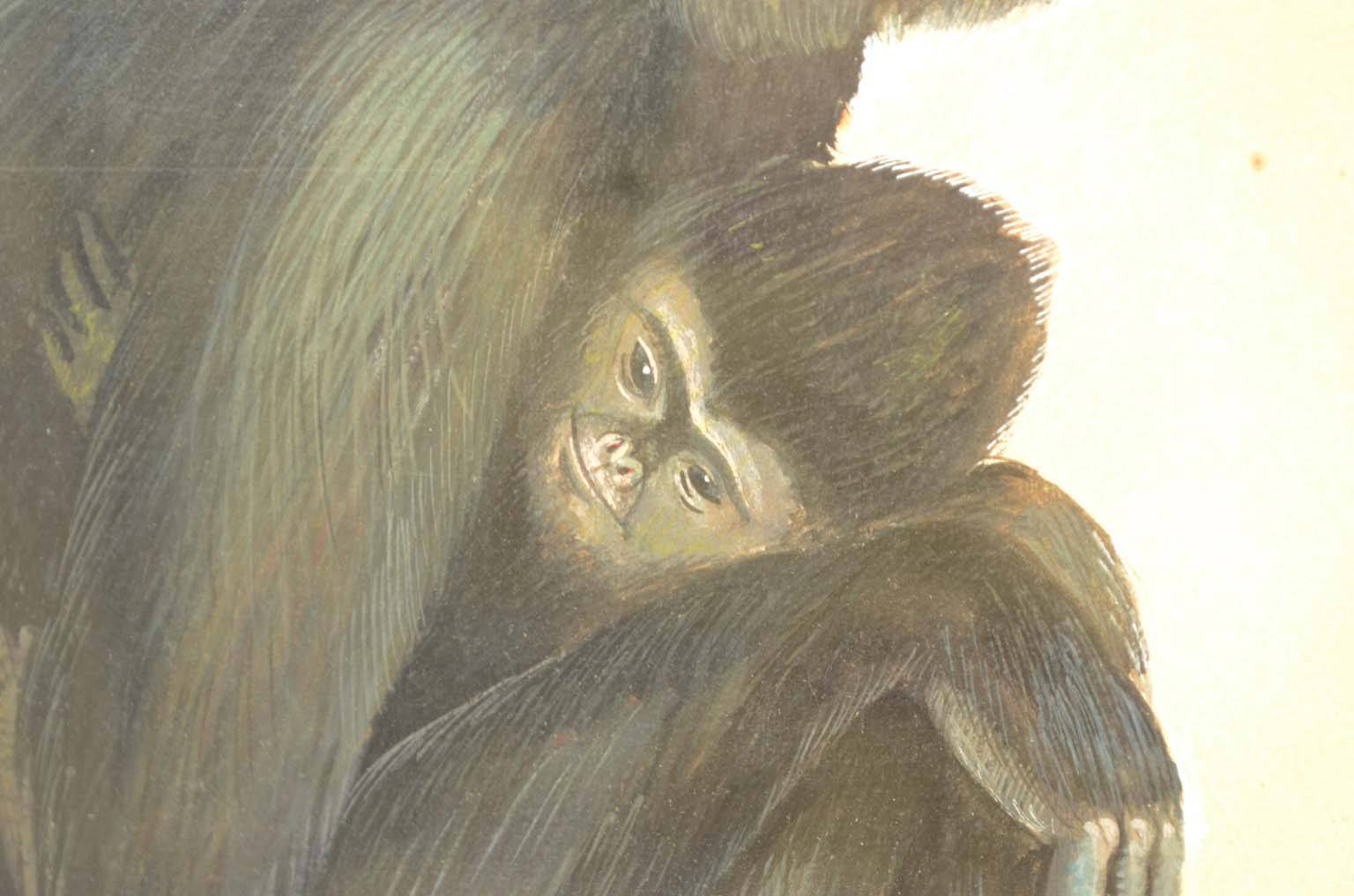 Natural history/578A5-Zoological plate