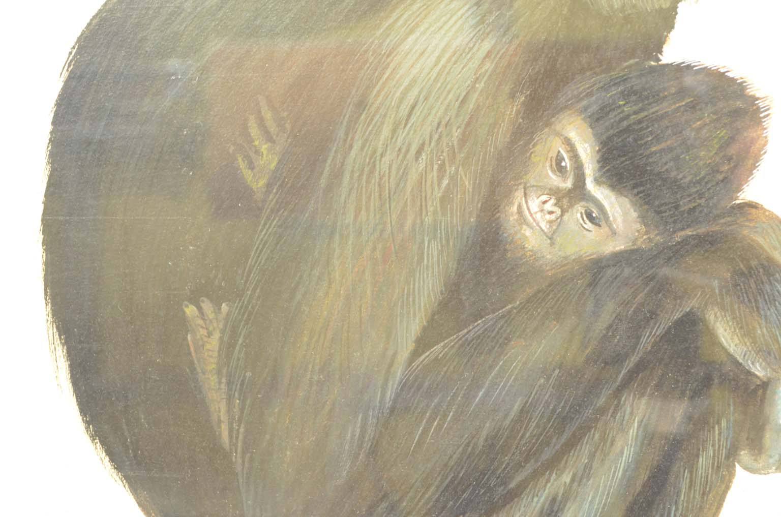 Natural history/578A5-Zoological plate