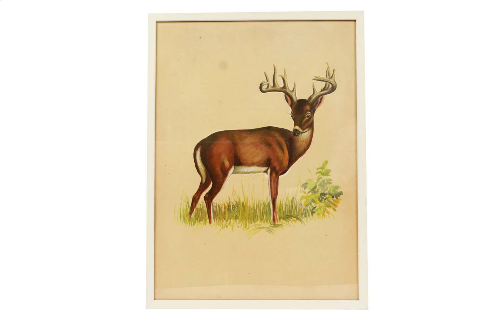 Natural history/578A6-Zoological plate