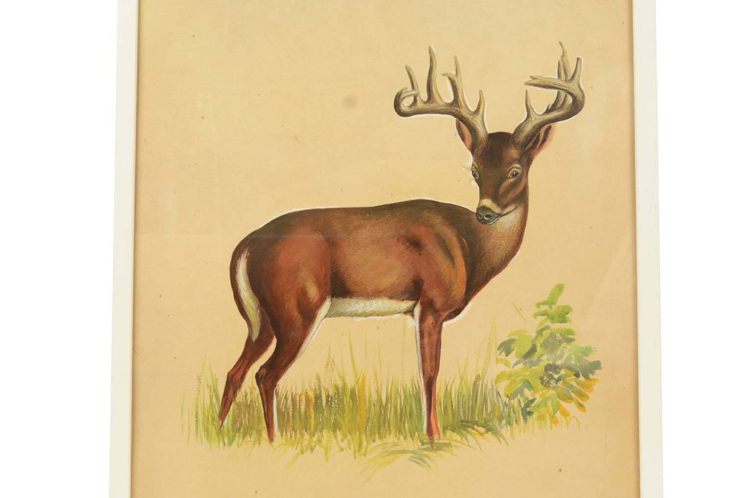 Natural history/578A6-Zoological plate