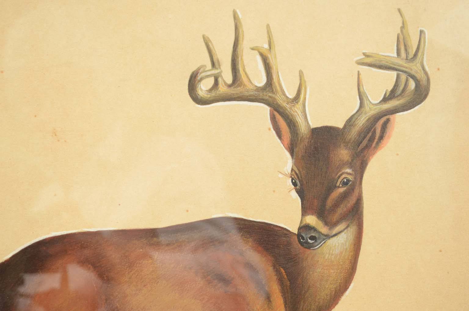 Natural history/578A6-Zoological plate