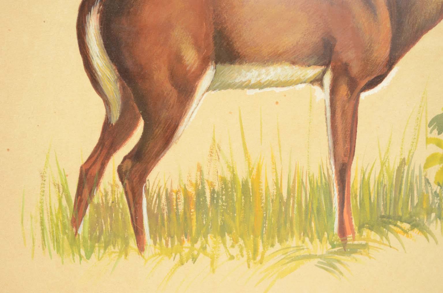 Natural history/578A6-Zoological plate