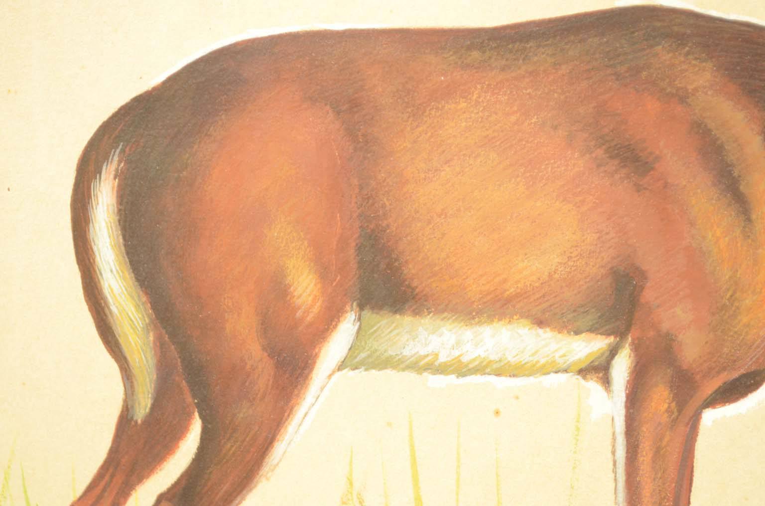 Natural history/578A6-Zoological plate