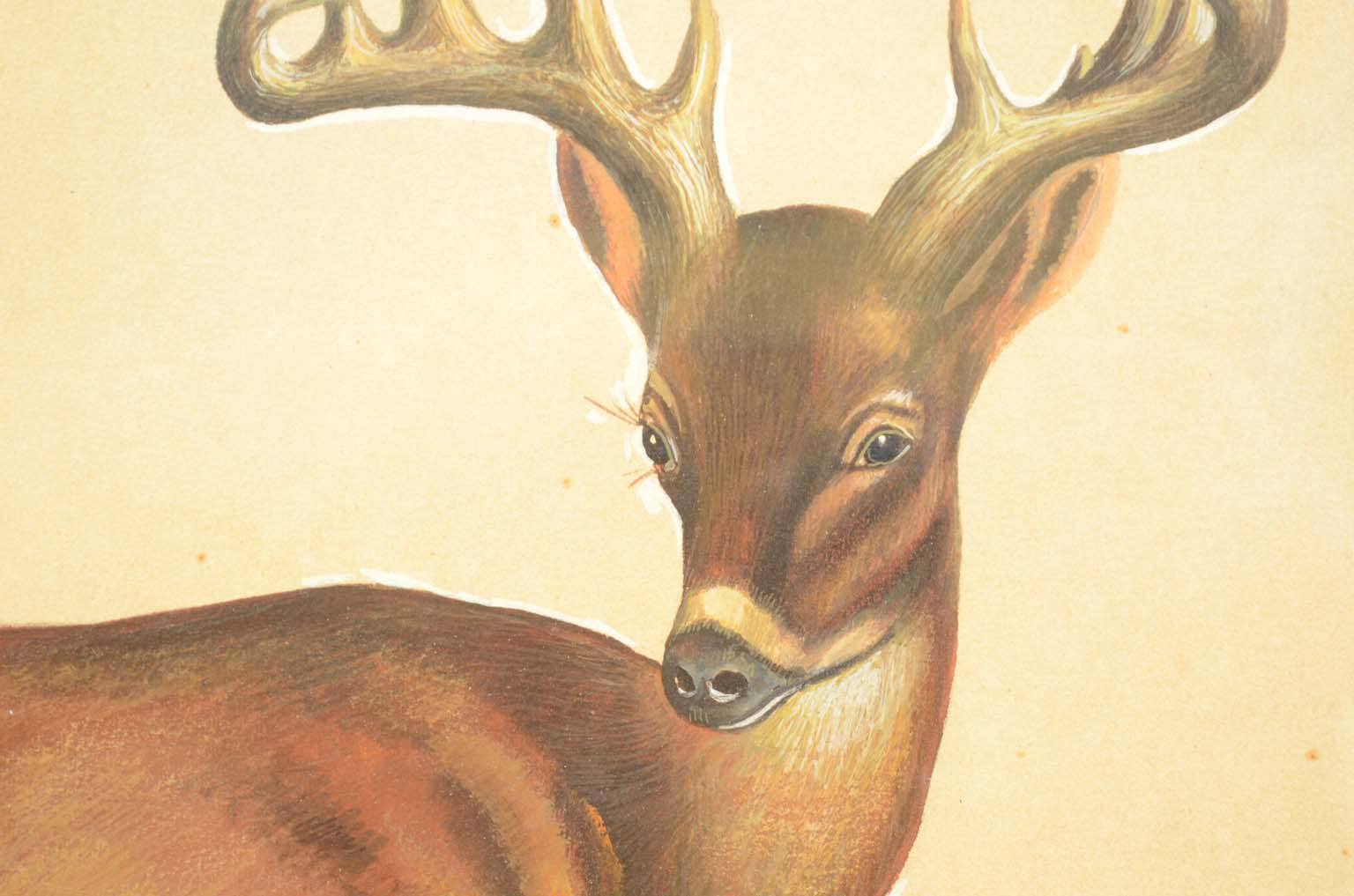 Natural history/578A6-Zoological plate