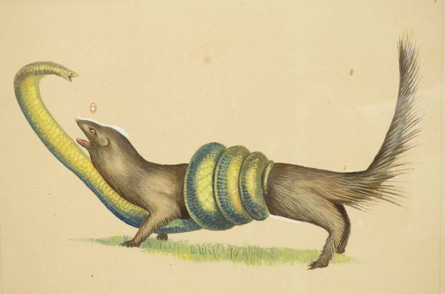 Natural history/578A8-Zoological plate