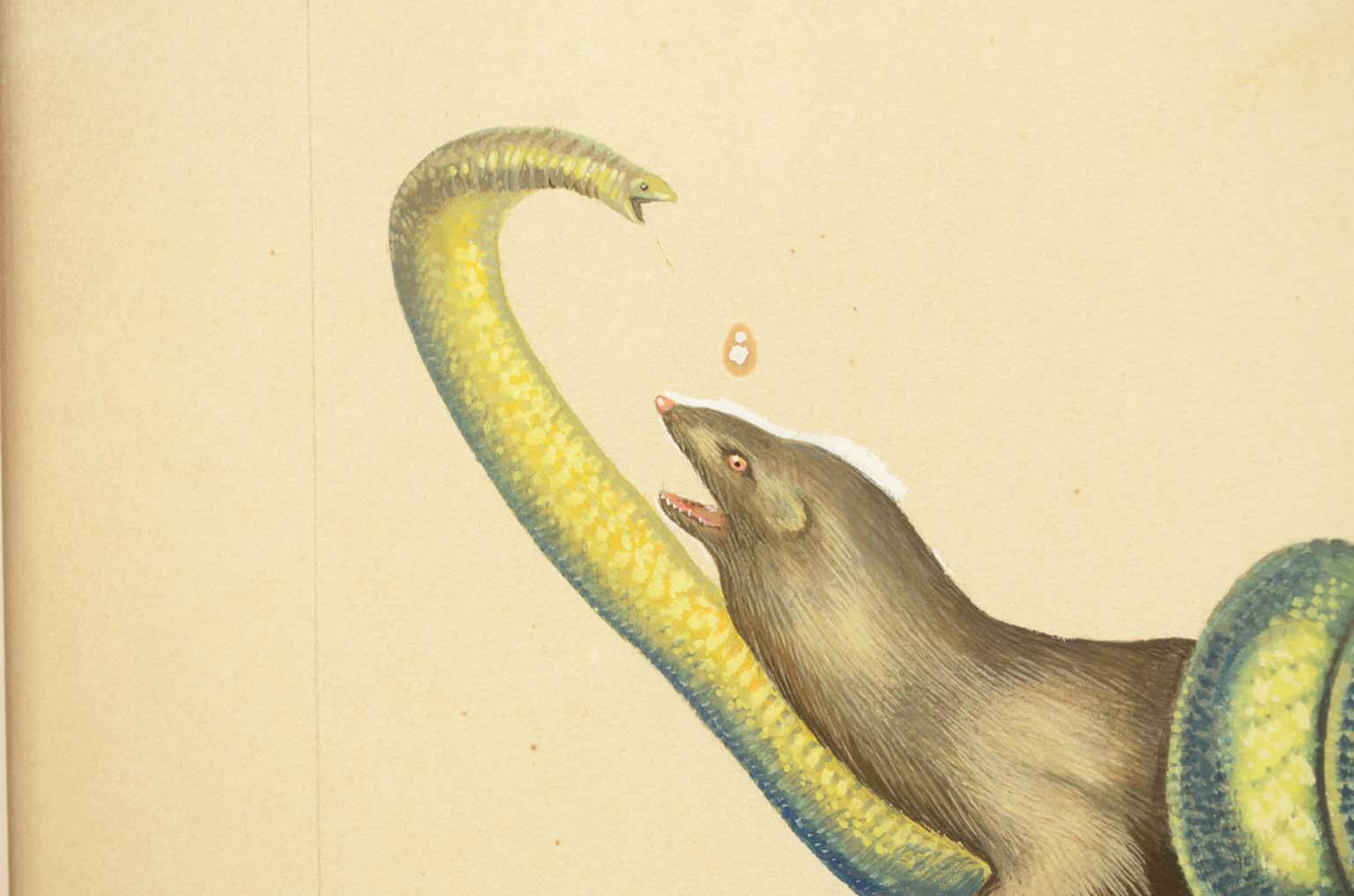 Natural history/578A8-Zoological plate