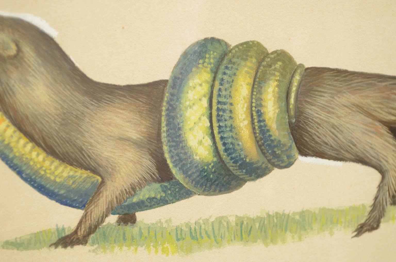 Storia naturale/578A8-Tavola zoologica