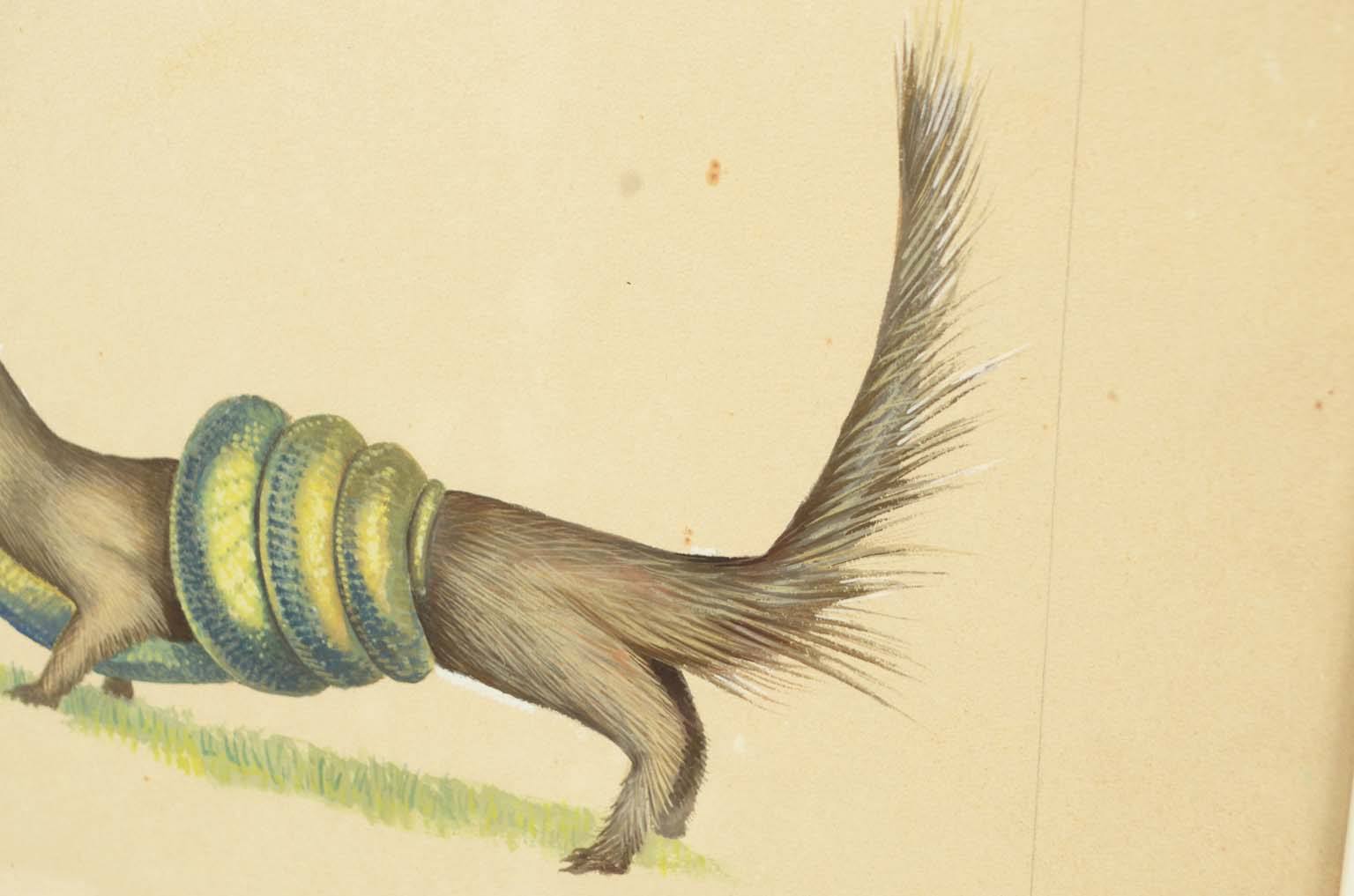 Storia naturale/578A8-Tavola zoologica