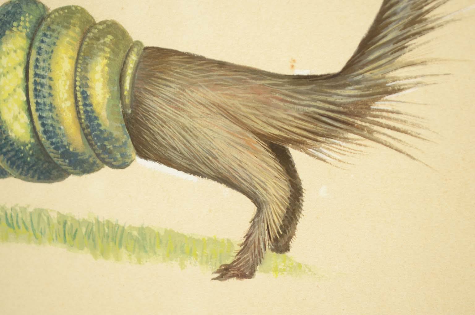 Natural history/578A8-Zoological plate