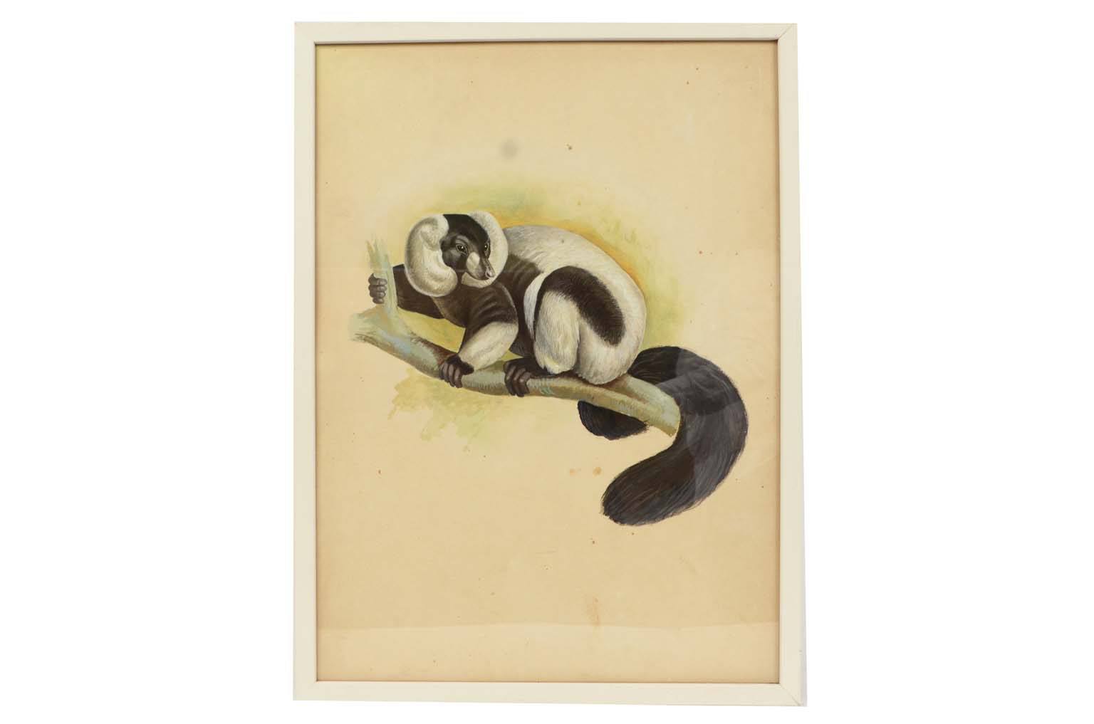 Natural history/578A9-Zoological plate