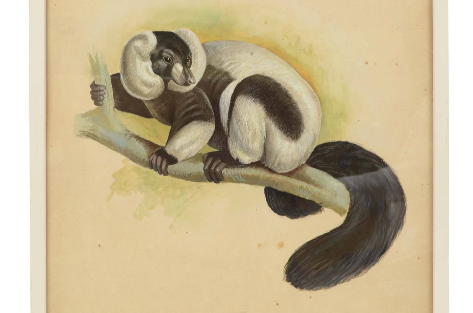 Storia naturale/578A9-Tavola zoologica