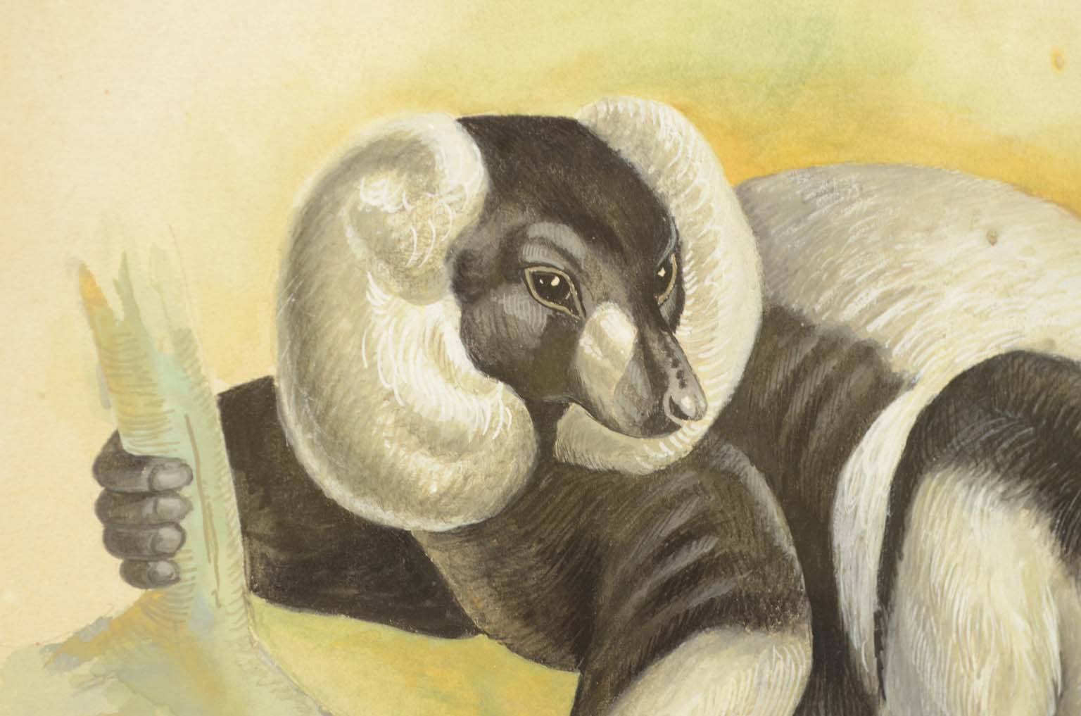 Natural history/578A9-Zoological plate