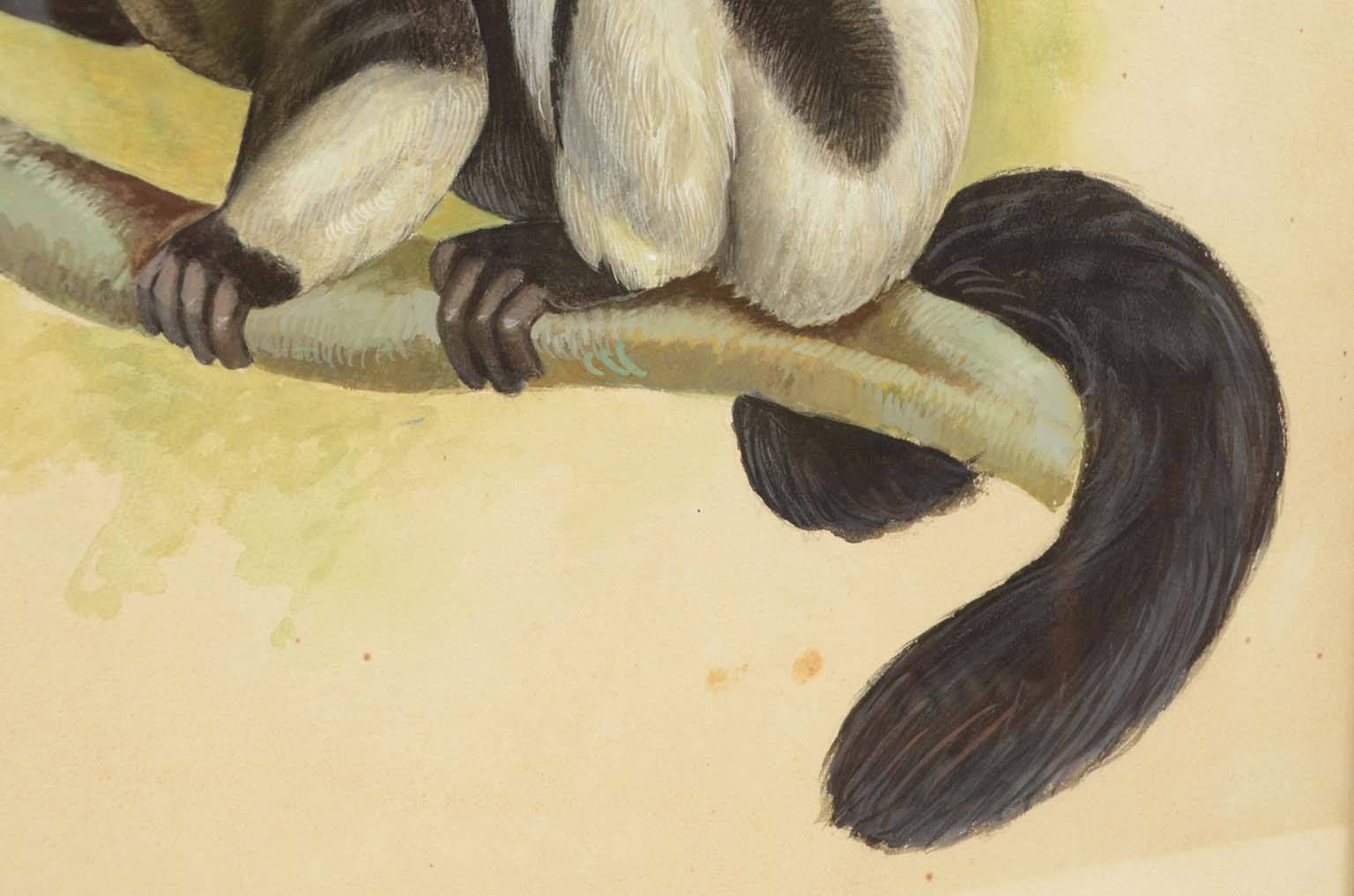 Storia naturale/578A9-Tavola zoologica