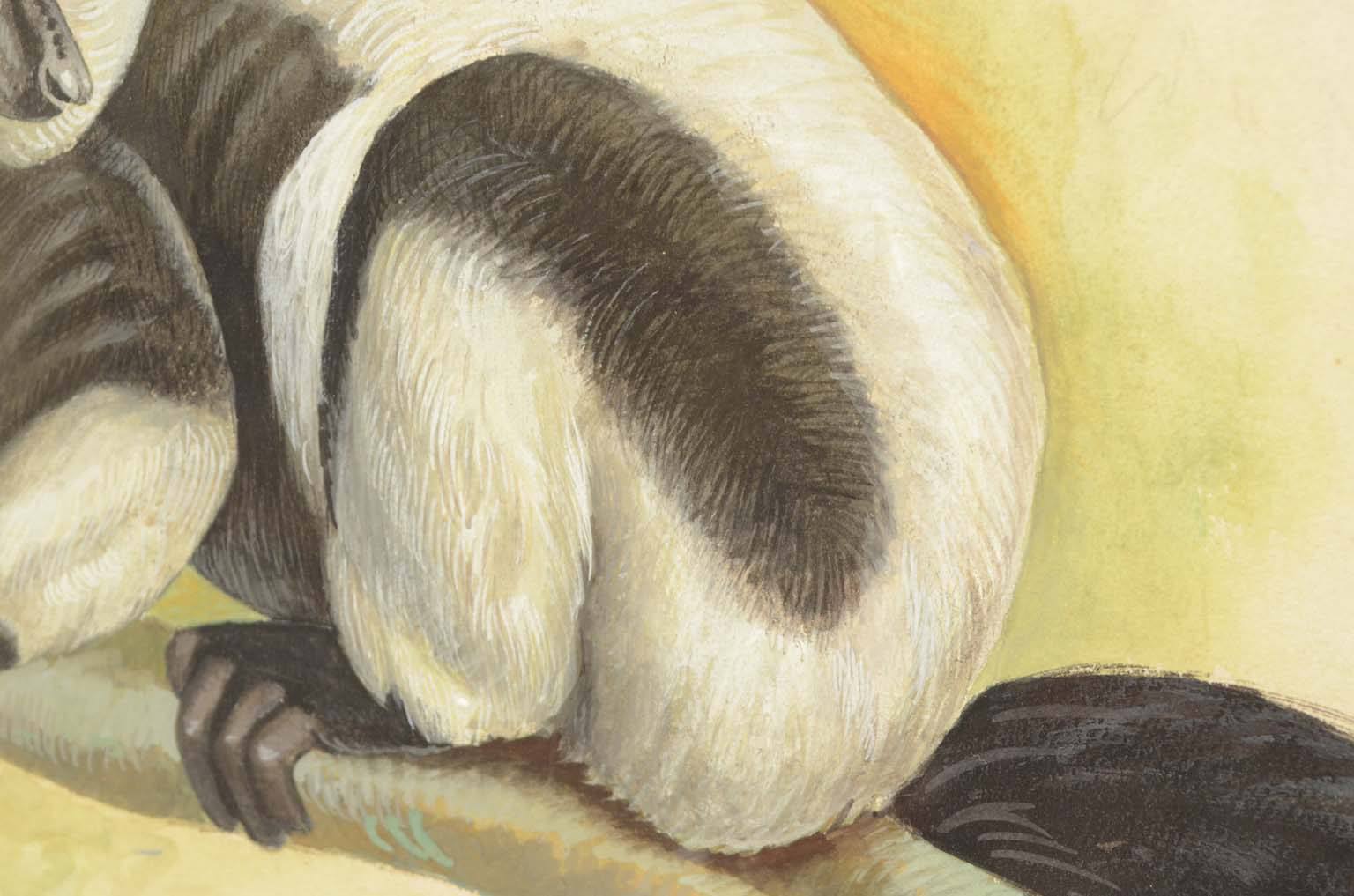 Storia naturale/578A9-Tavola zoologica