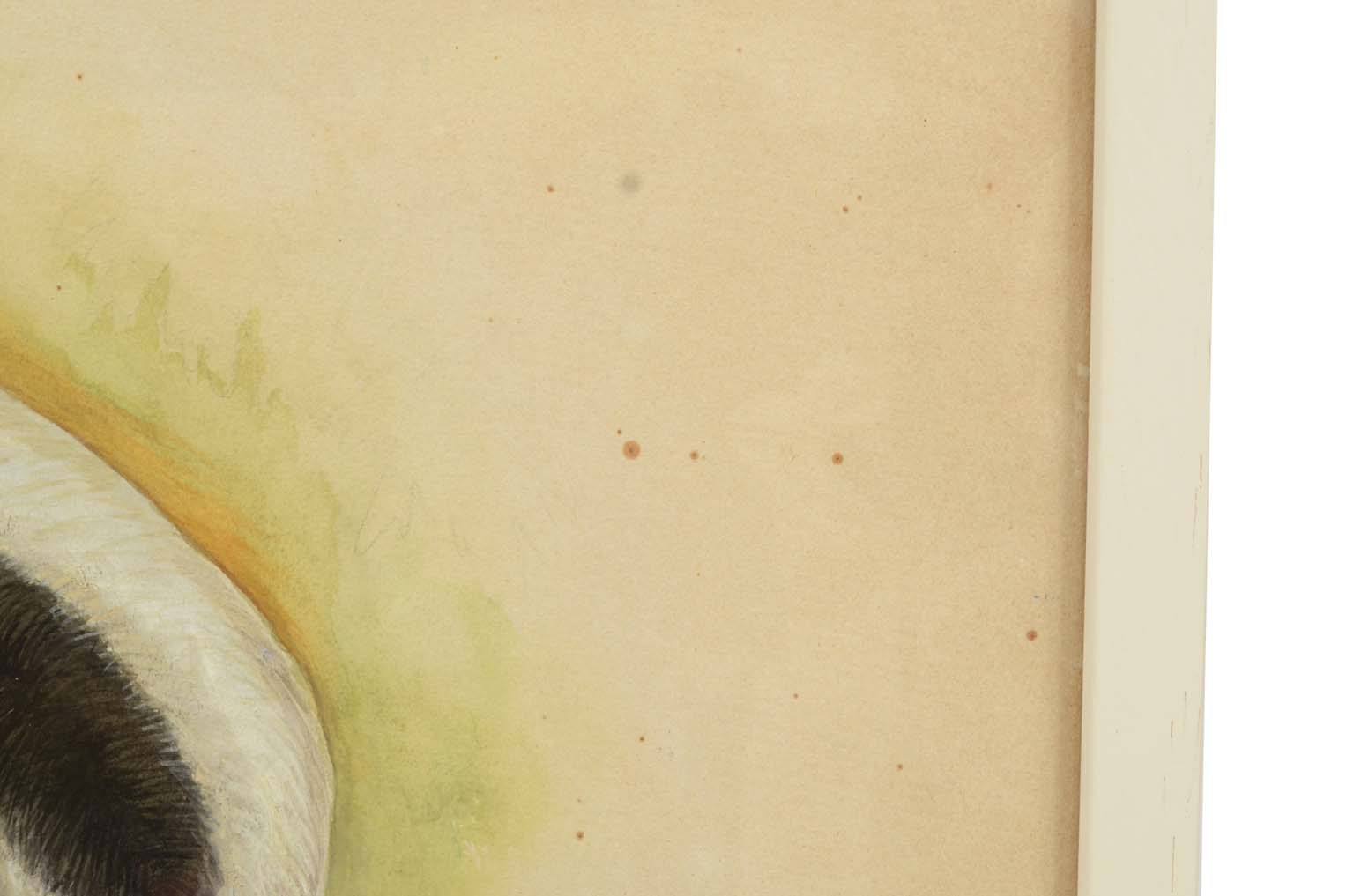 Natural history/578A9-Zoological plate