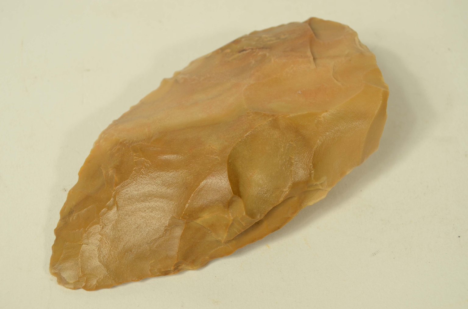 Natural history/5910b-Double-sided amygdala