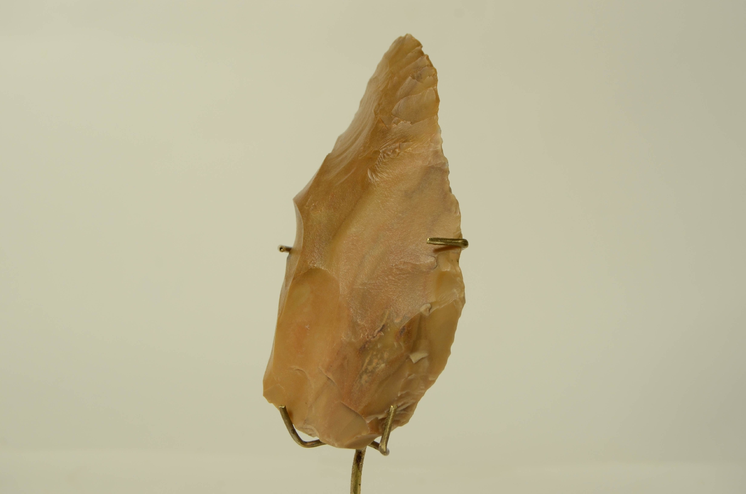 Natural history/5910b-Double-sided amygdala