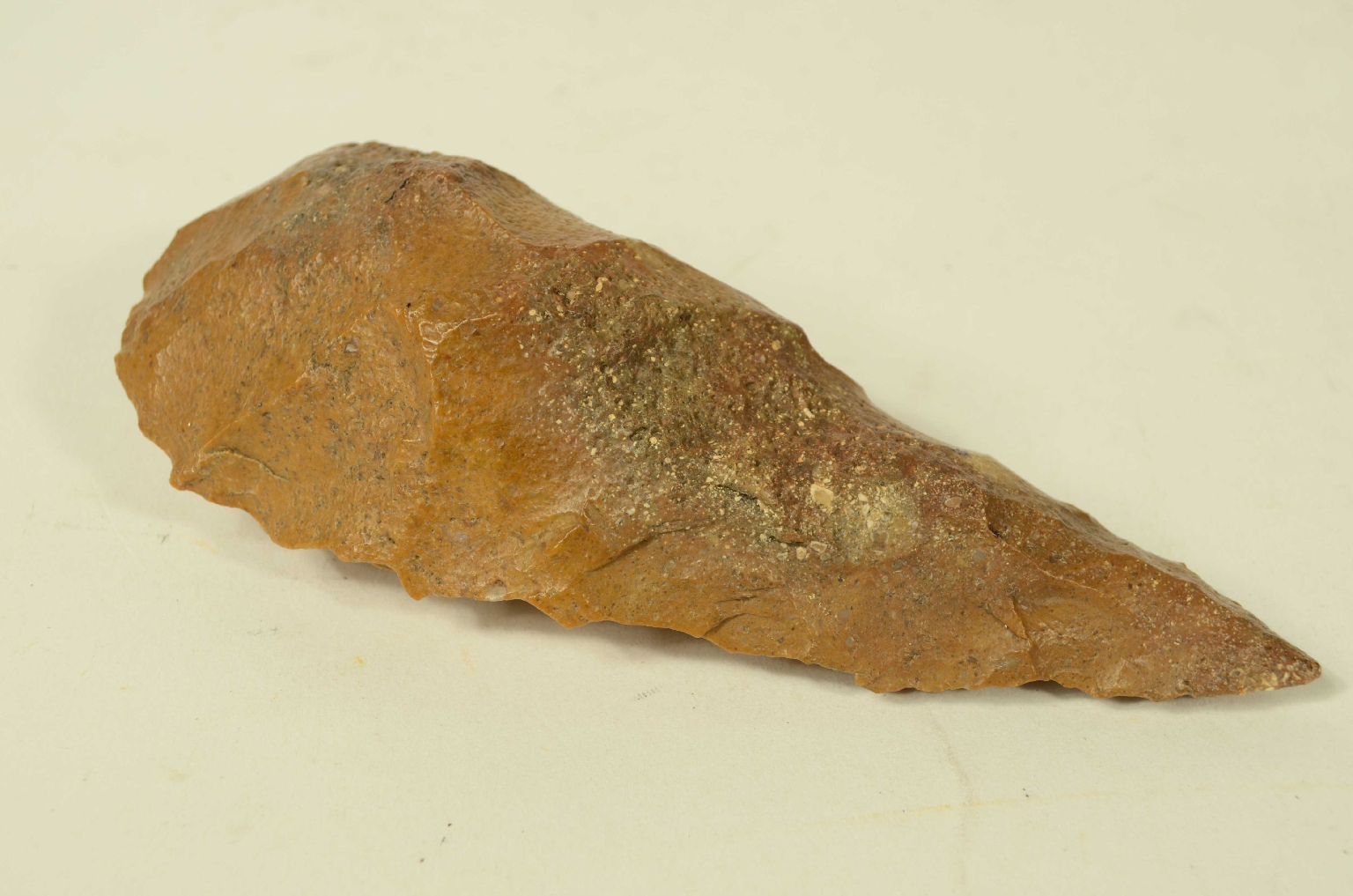 Natural history/5910c-Double-Sided Amygdala