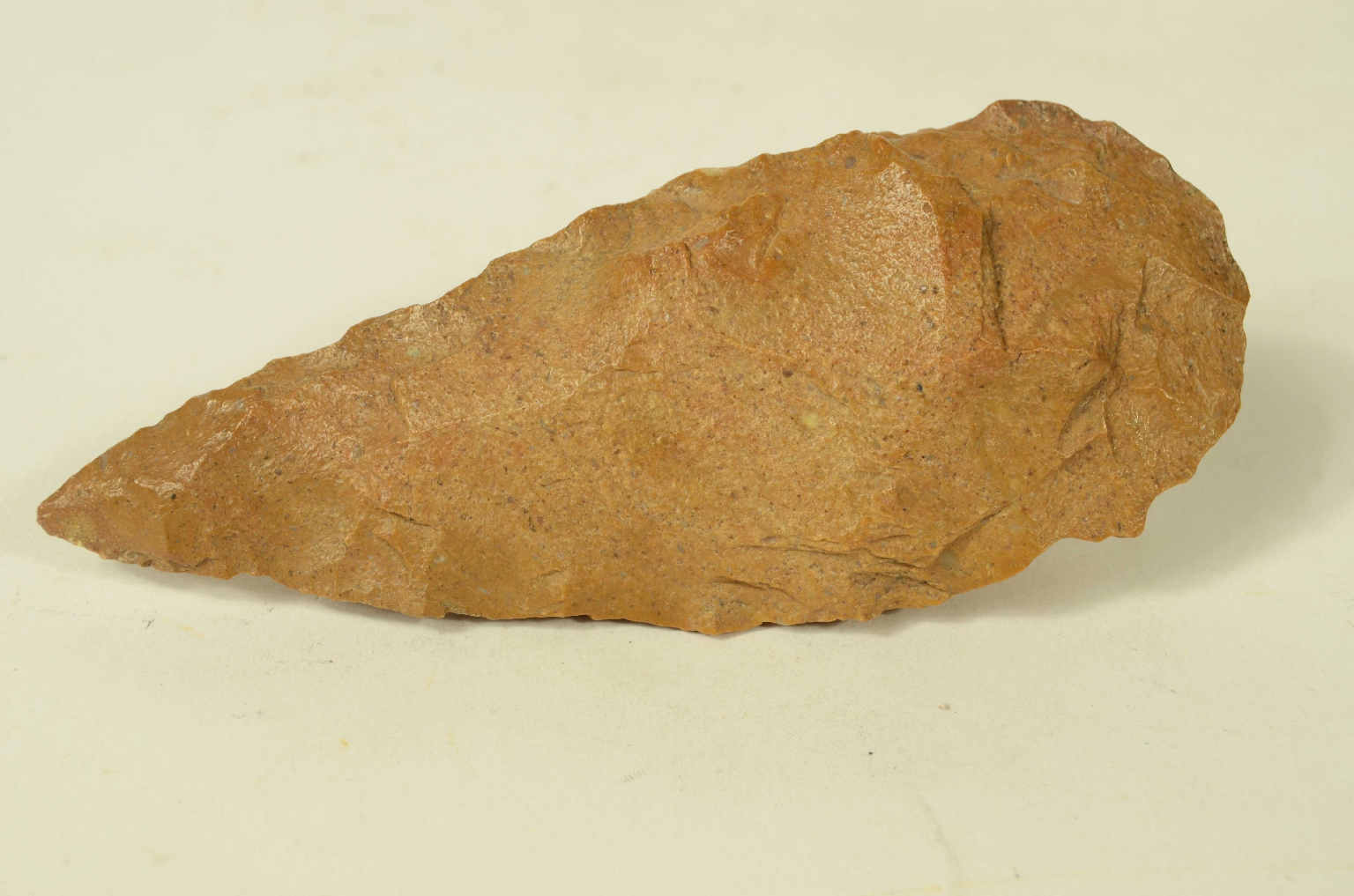 Natural history/5910c-Double-Sided Amygdala