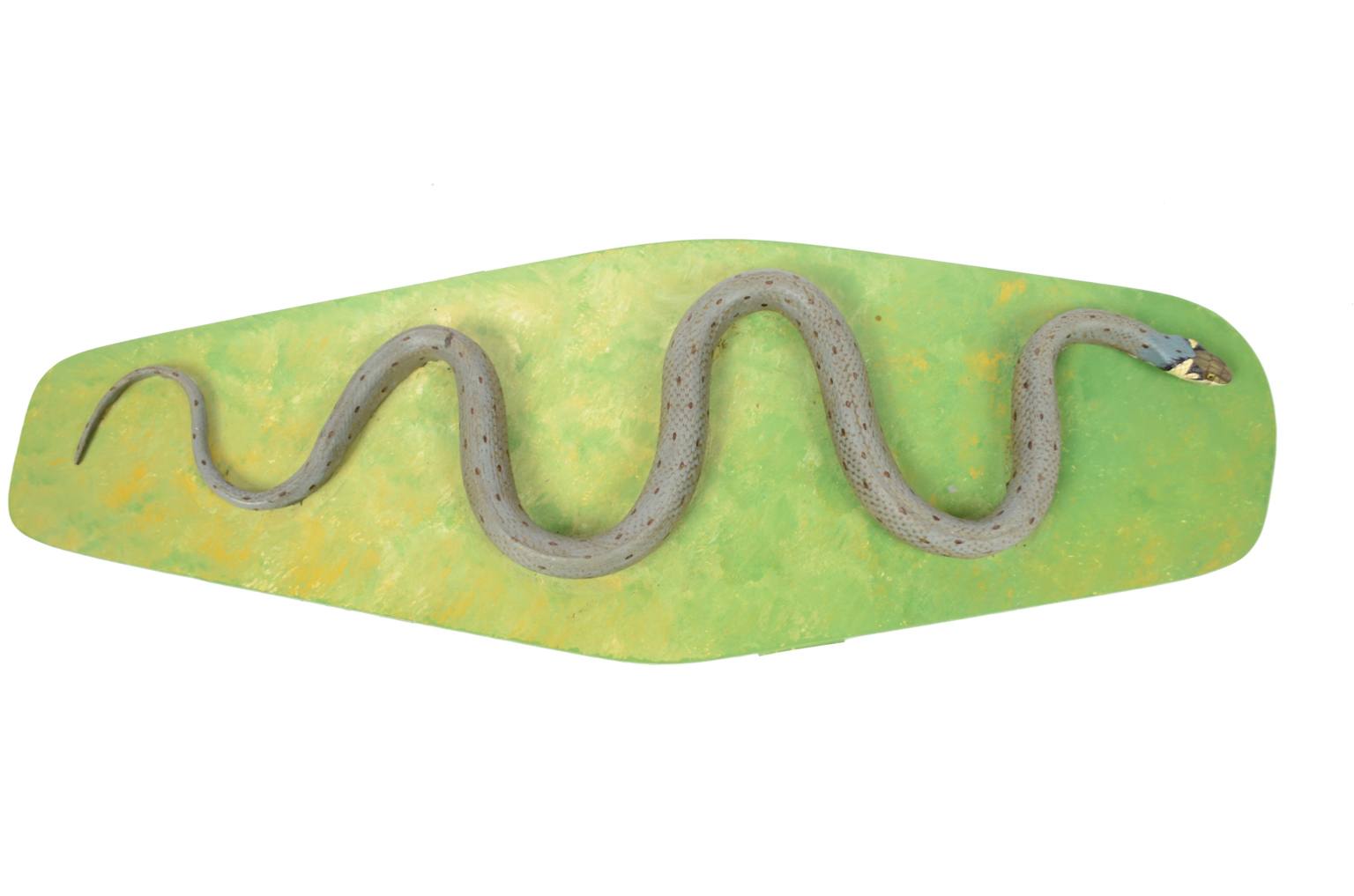 Storia naturale/5996-Modello del serpente