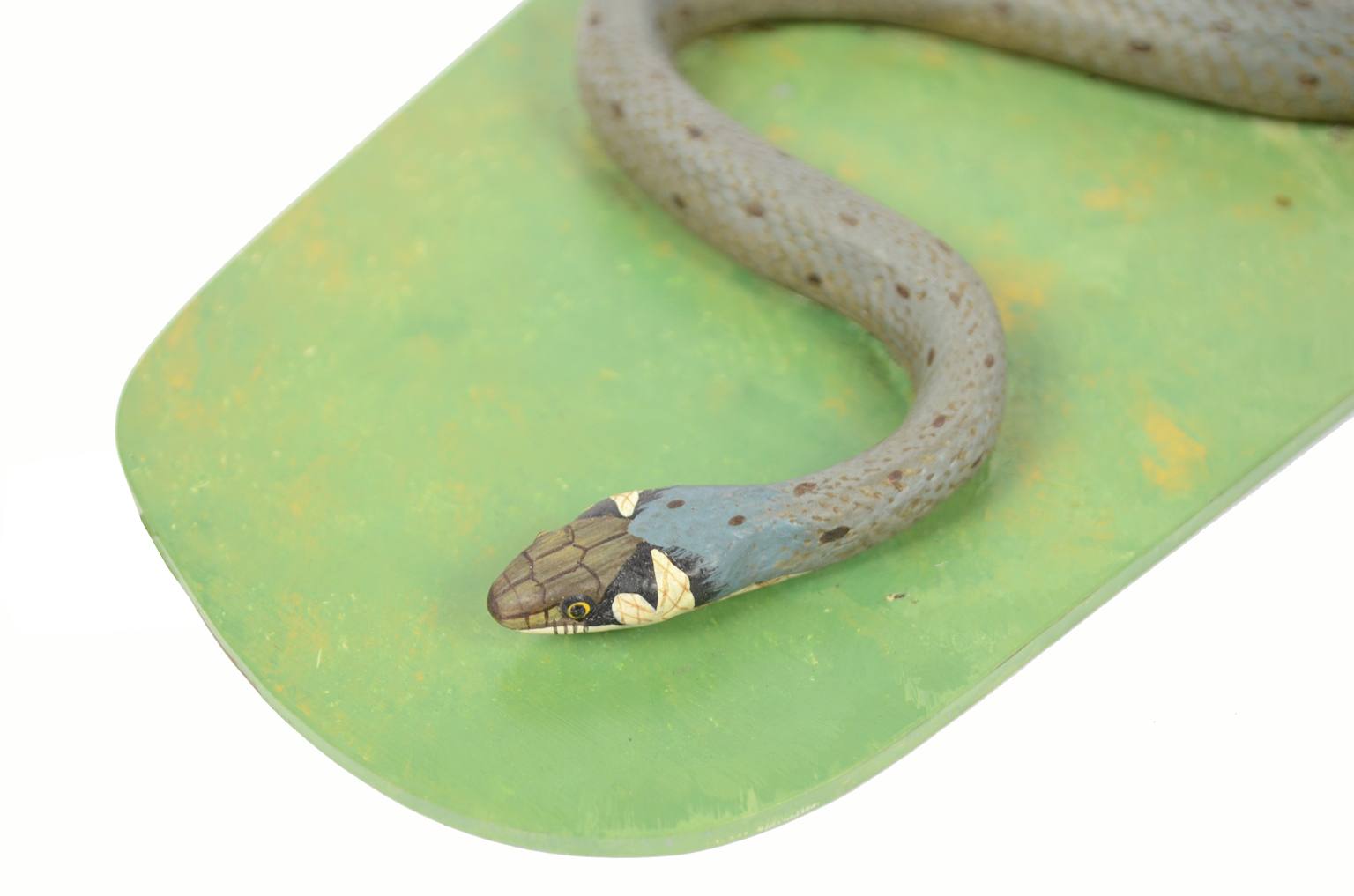 Natural history/5996-Snake model