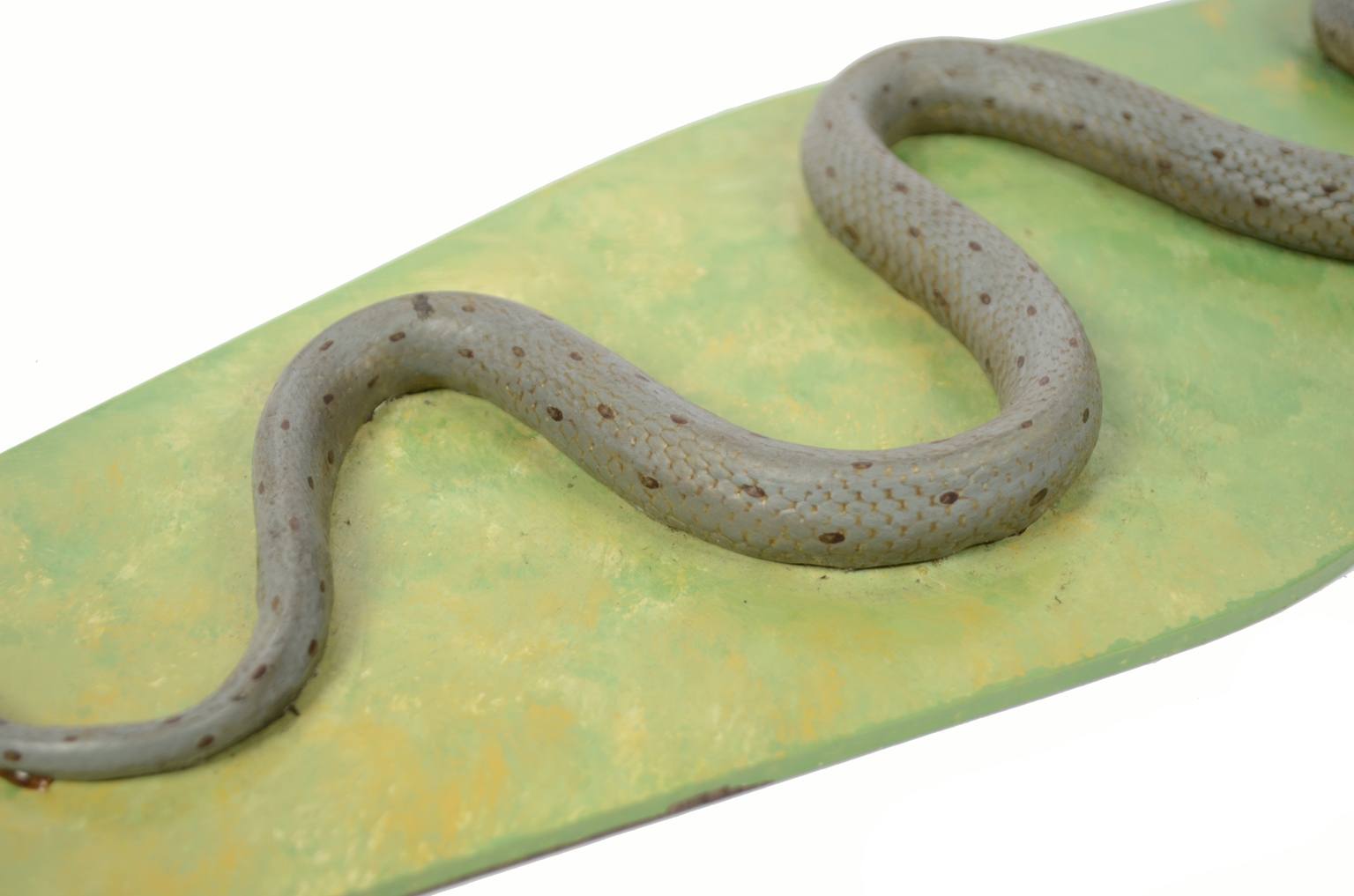 Storia naturale/5996-Modello del serpente