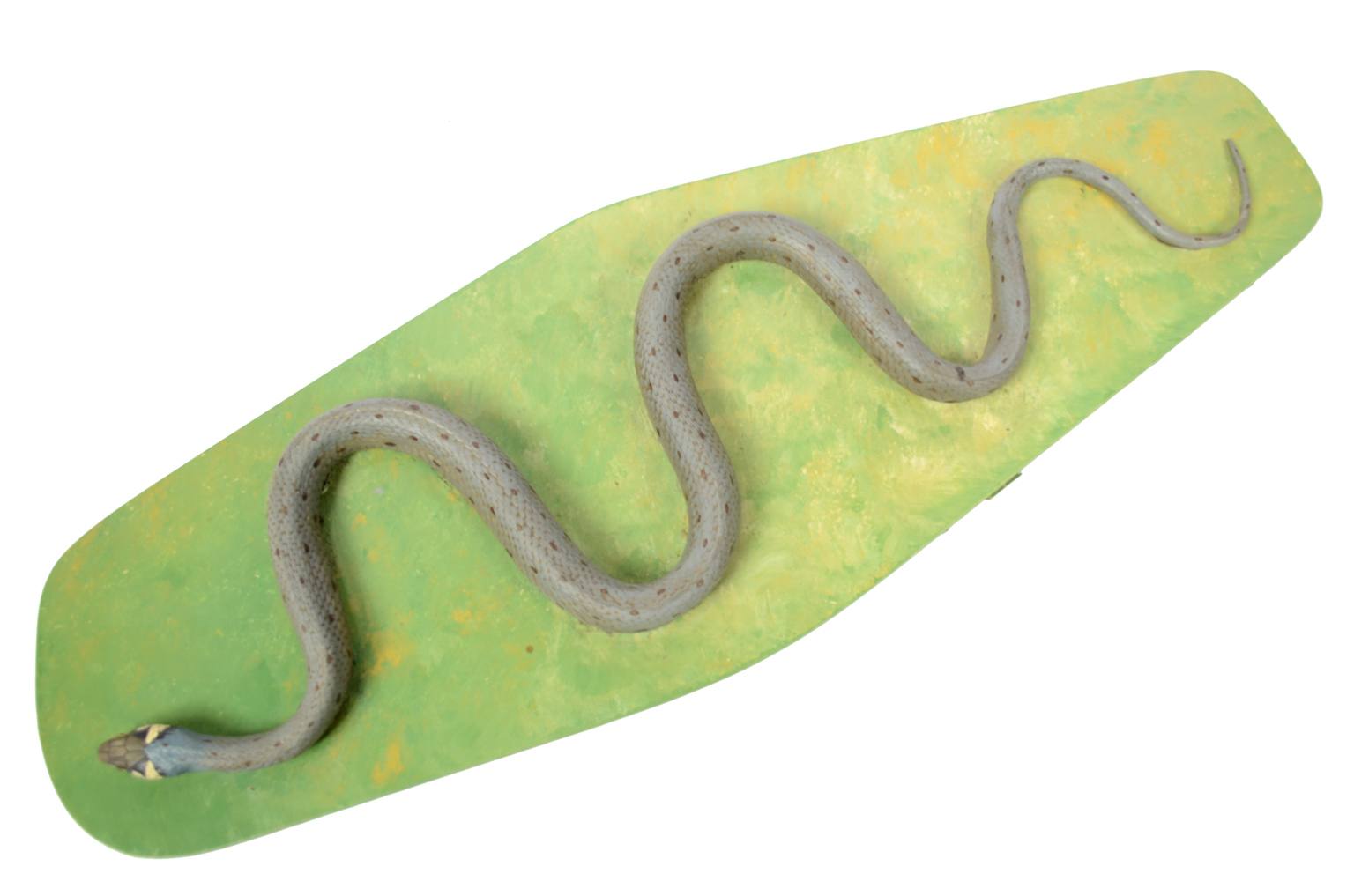 Storia naturale/5996-Modello del serpente