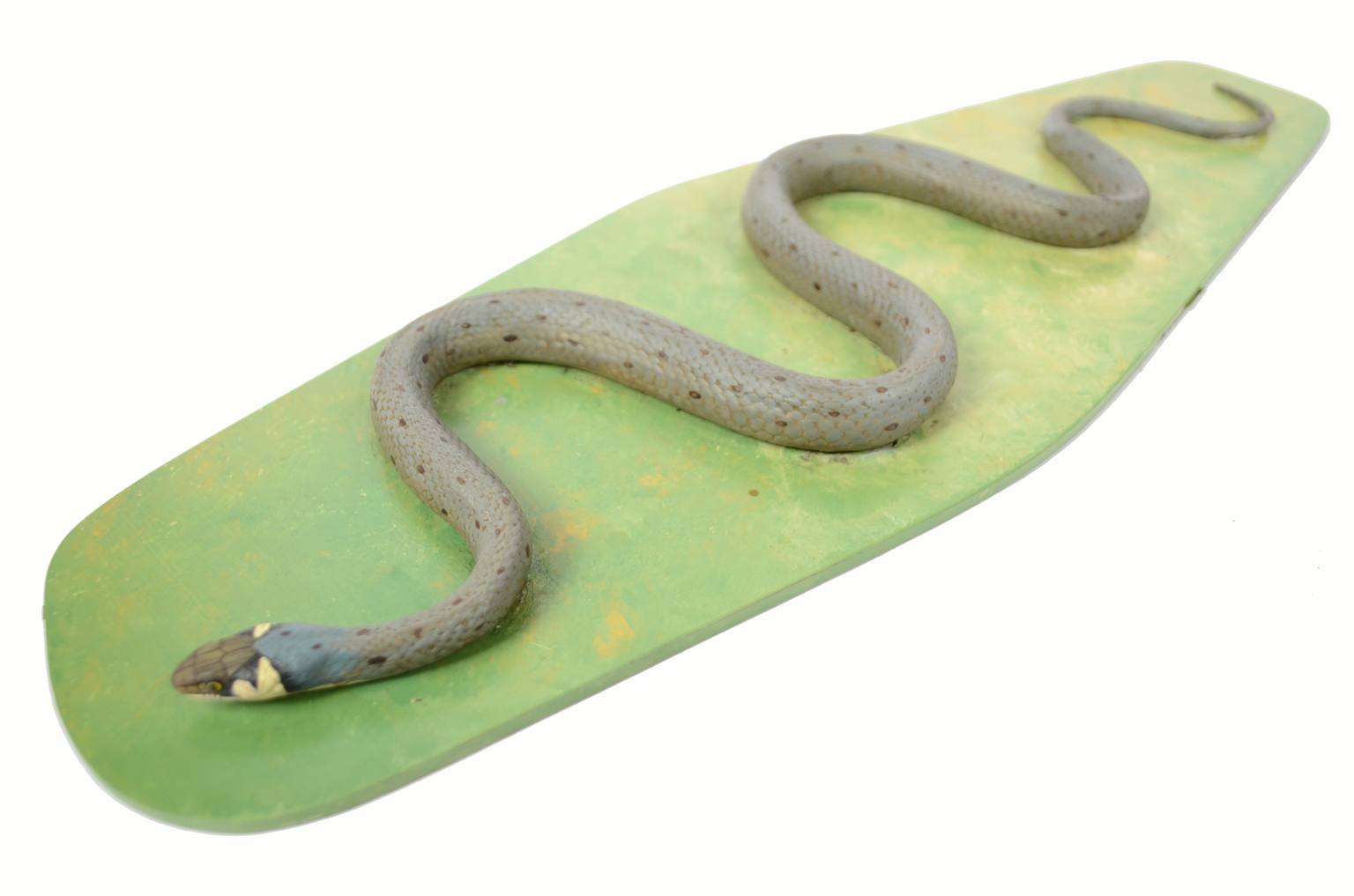 Storia naturale/5996-Modello del serpente