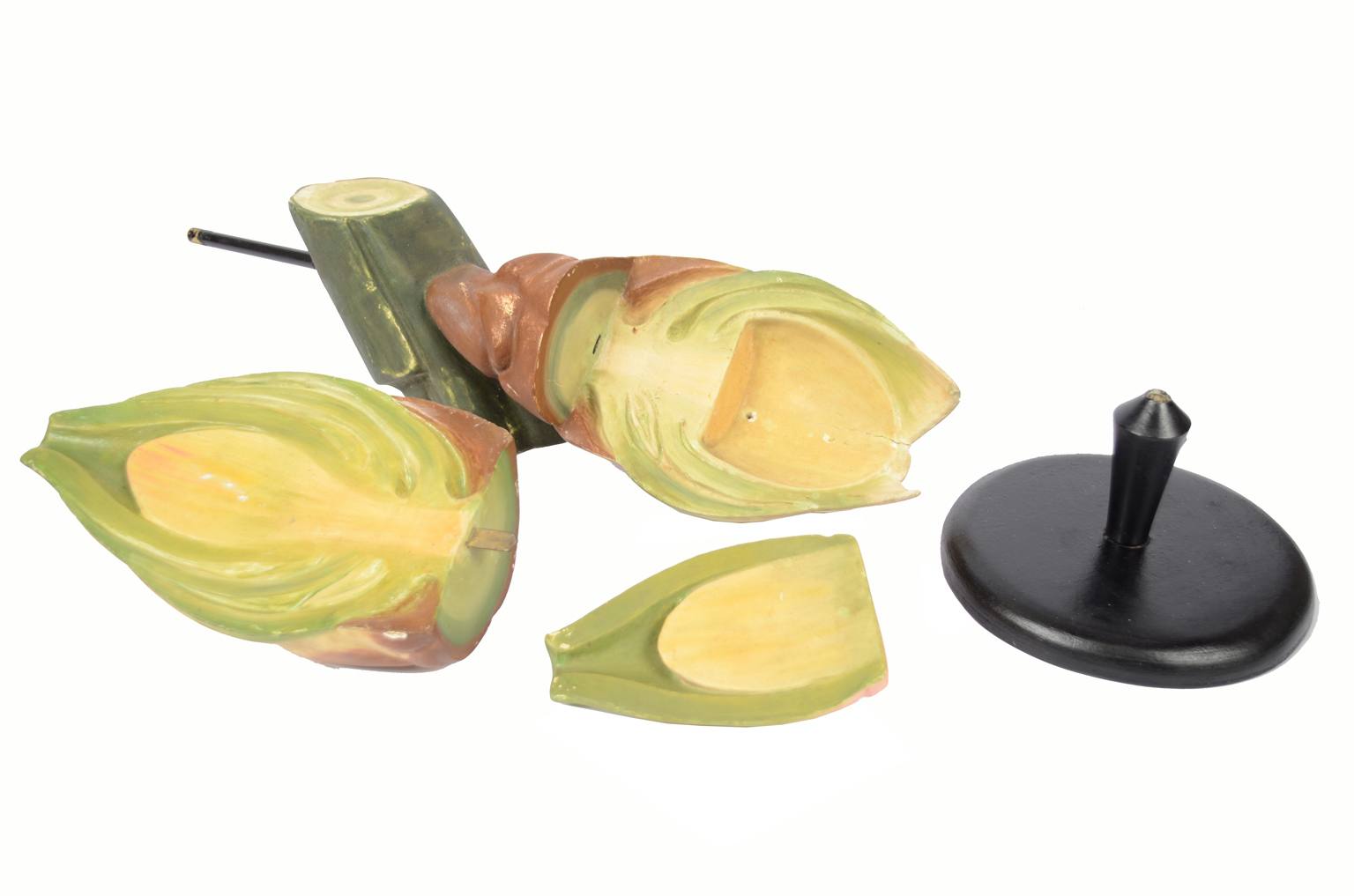 Natural history/6027-Yew seed