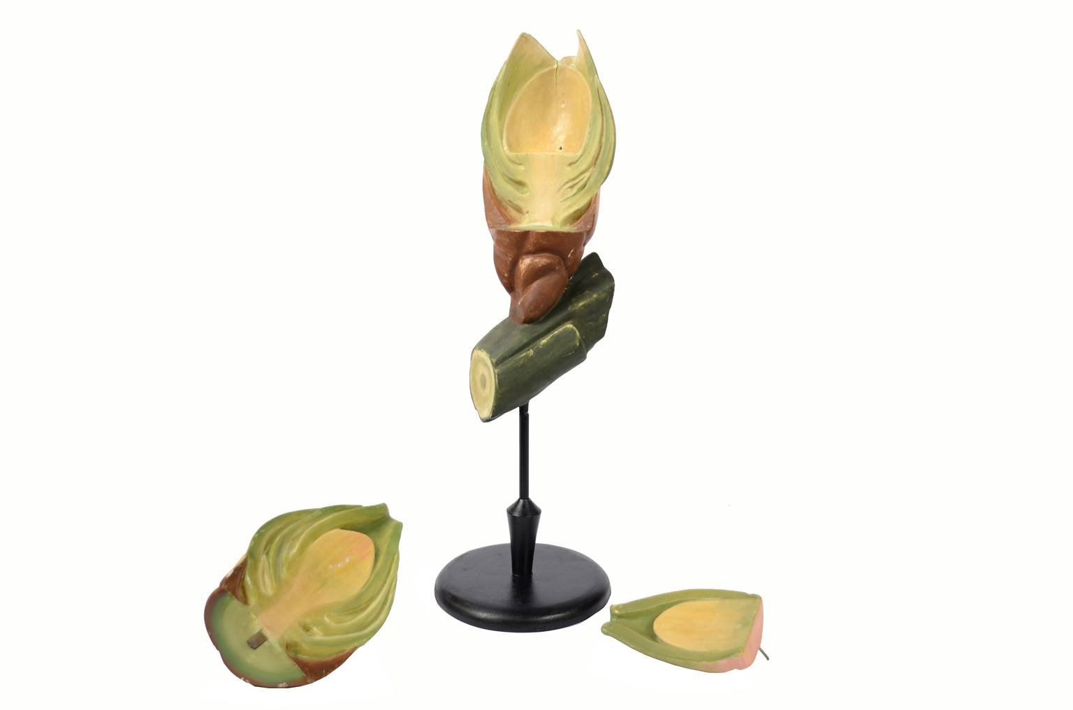 Natural history/6027-Yew seed