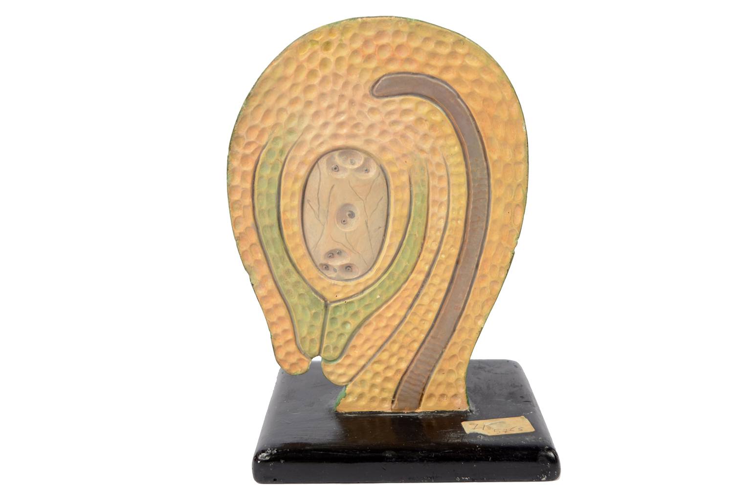 Natural history/6106-Syconium 1930